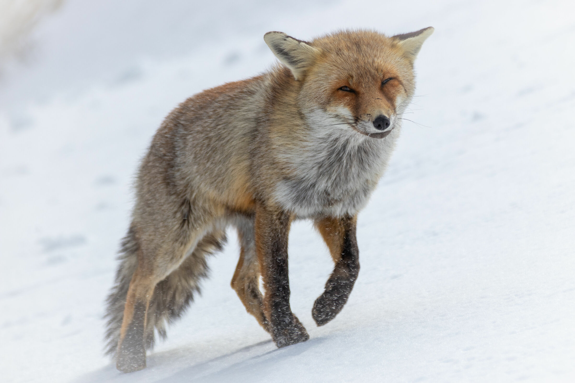 Il duro inverno per la volpe rossa