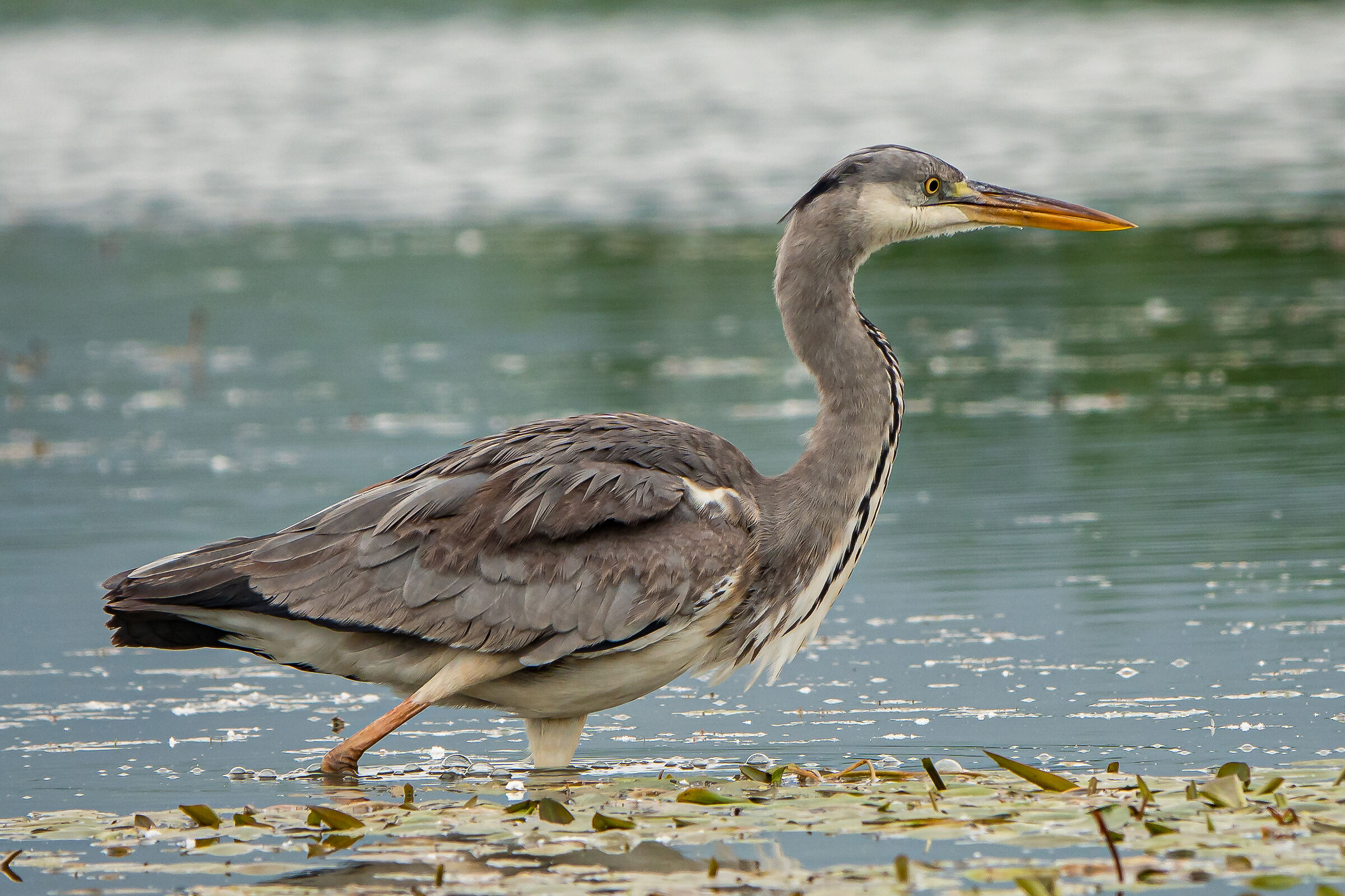 Ash heron