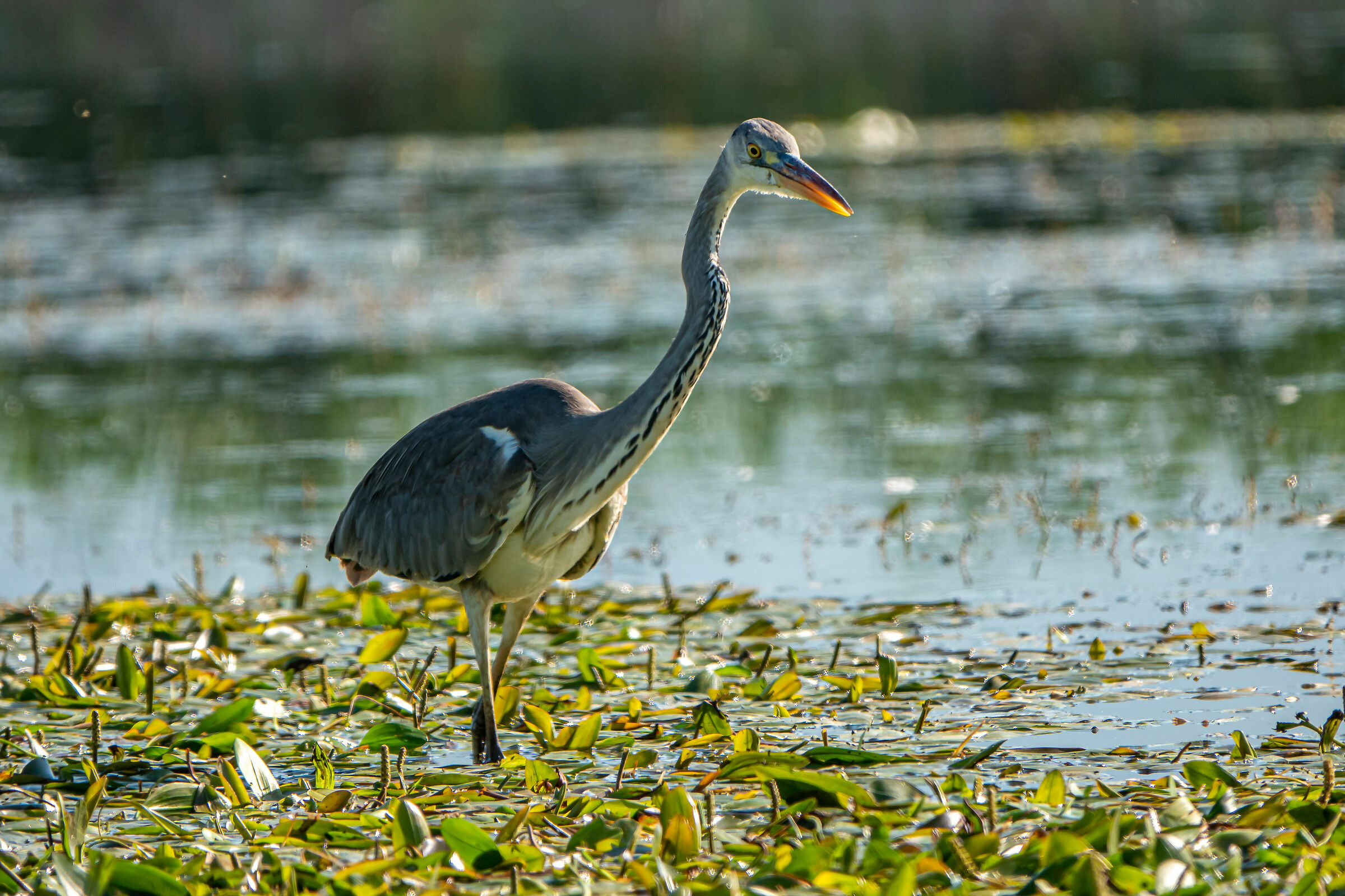 Ash heron