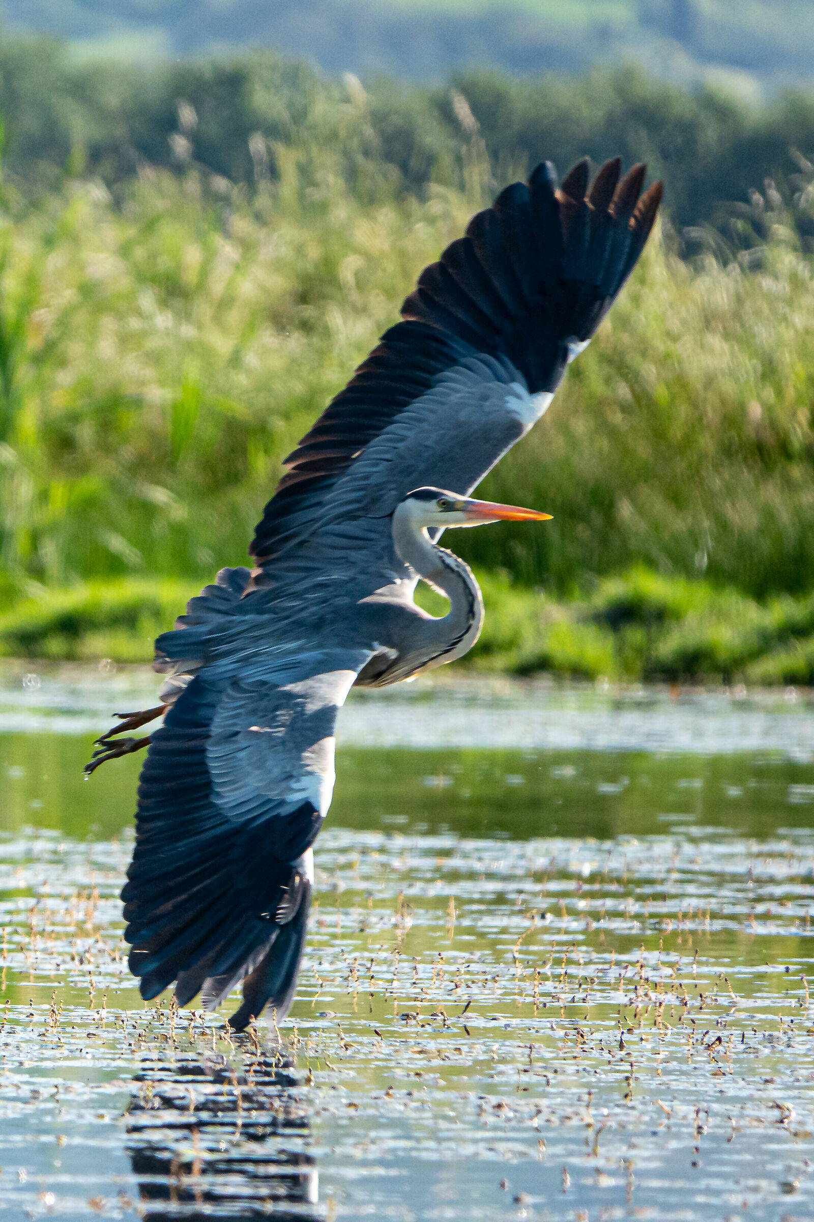 Ash heron