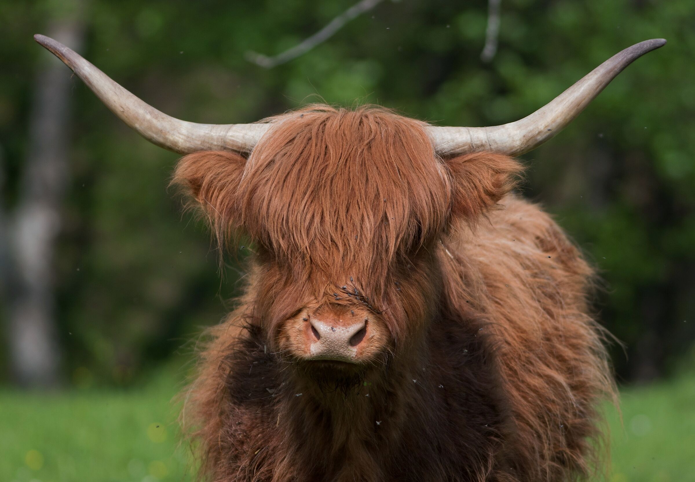 Highlander