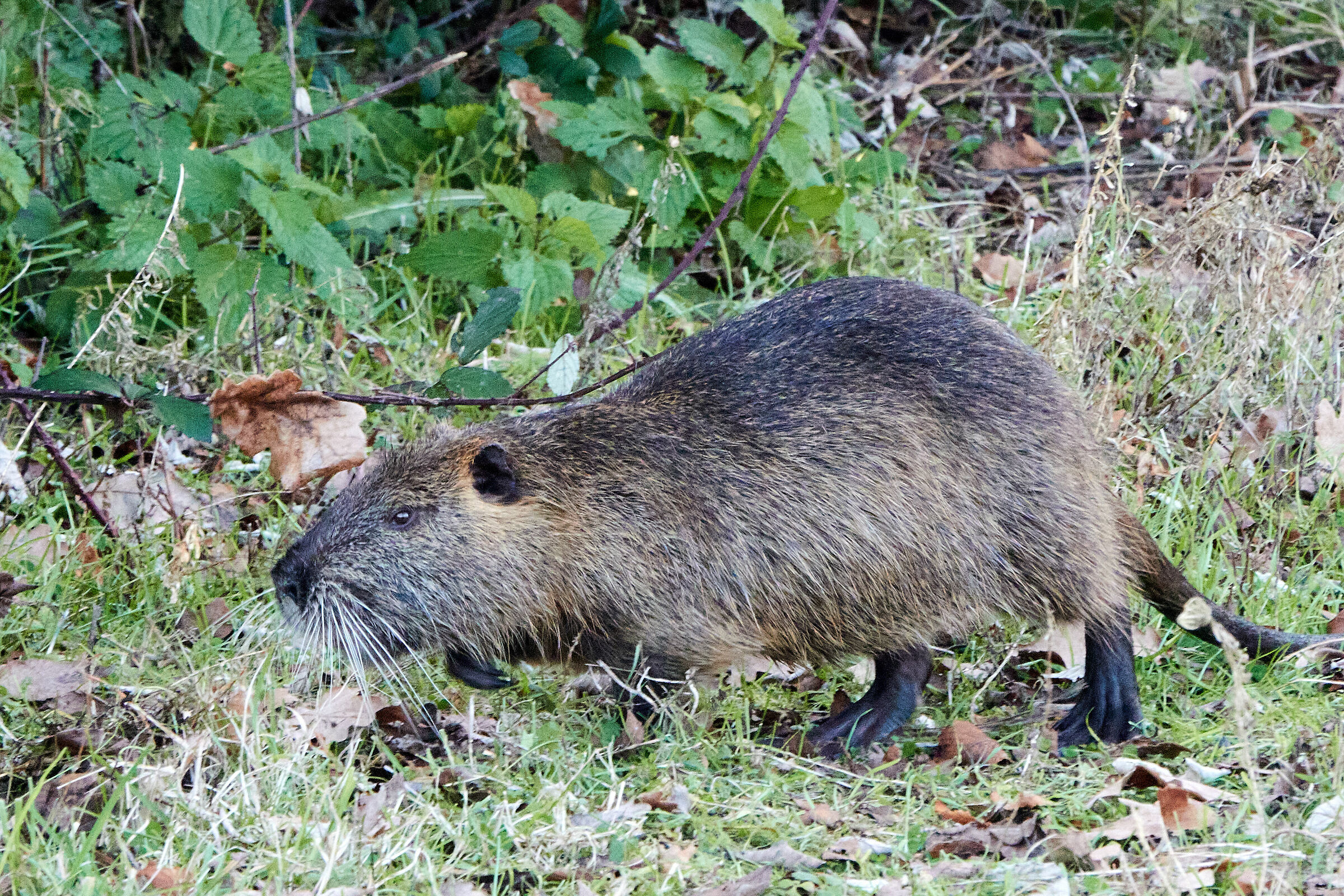Nutria
