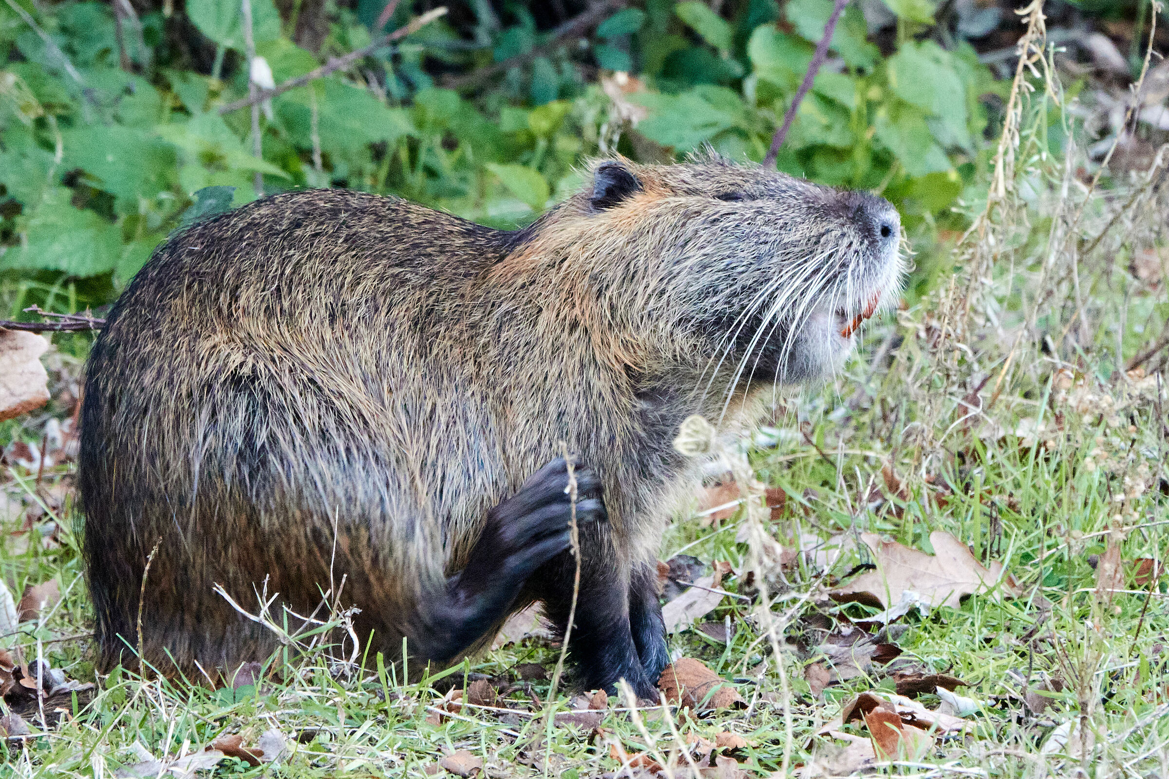 Nutria
