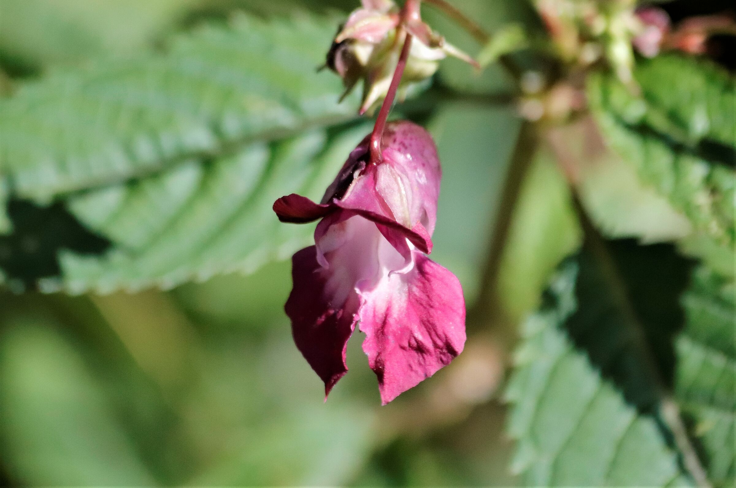 inpatiens glanulifera royle (lawn orchid)