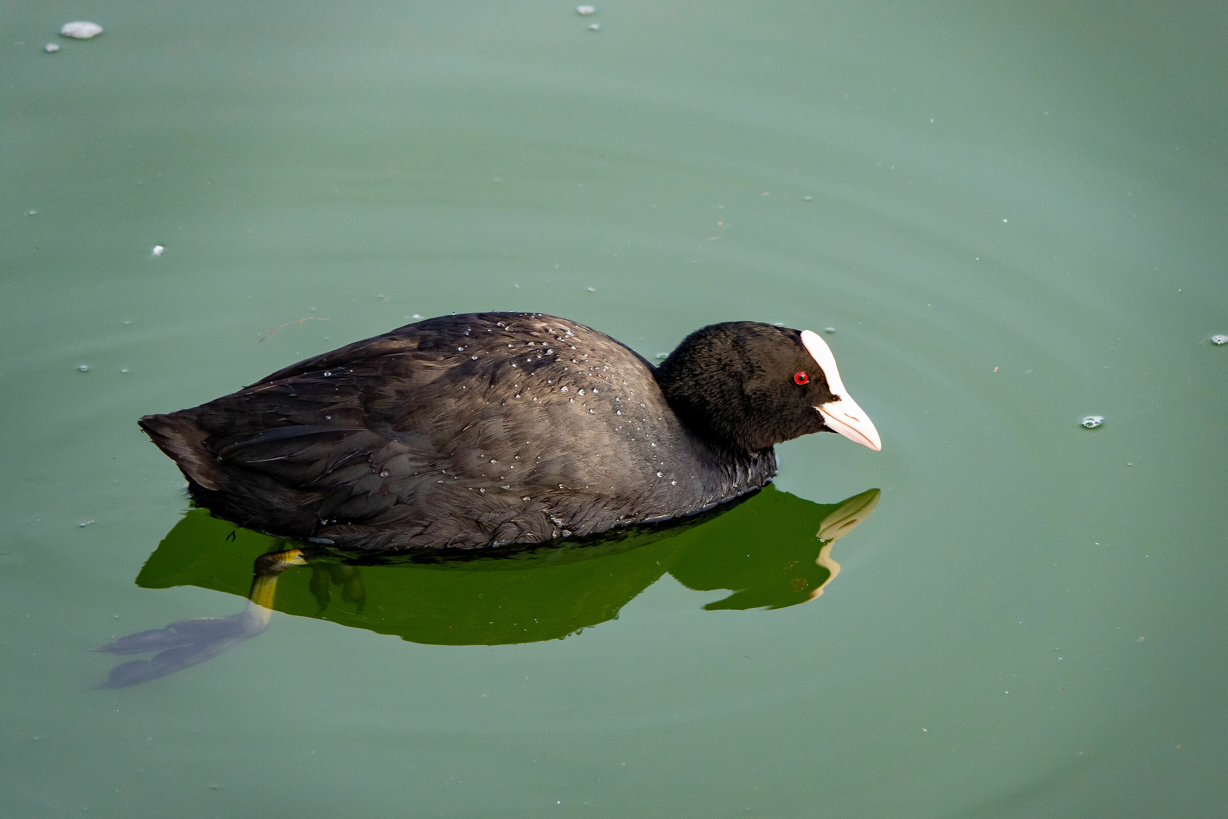 Coot