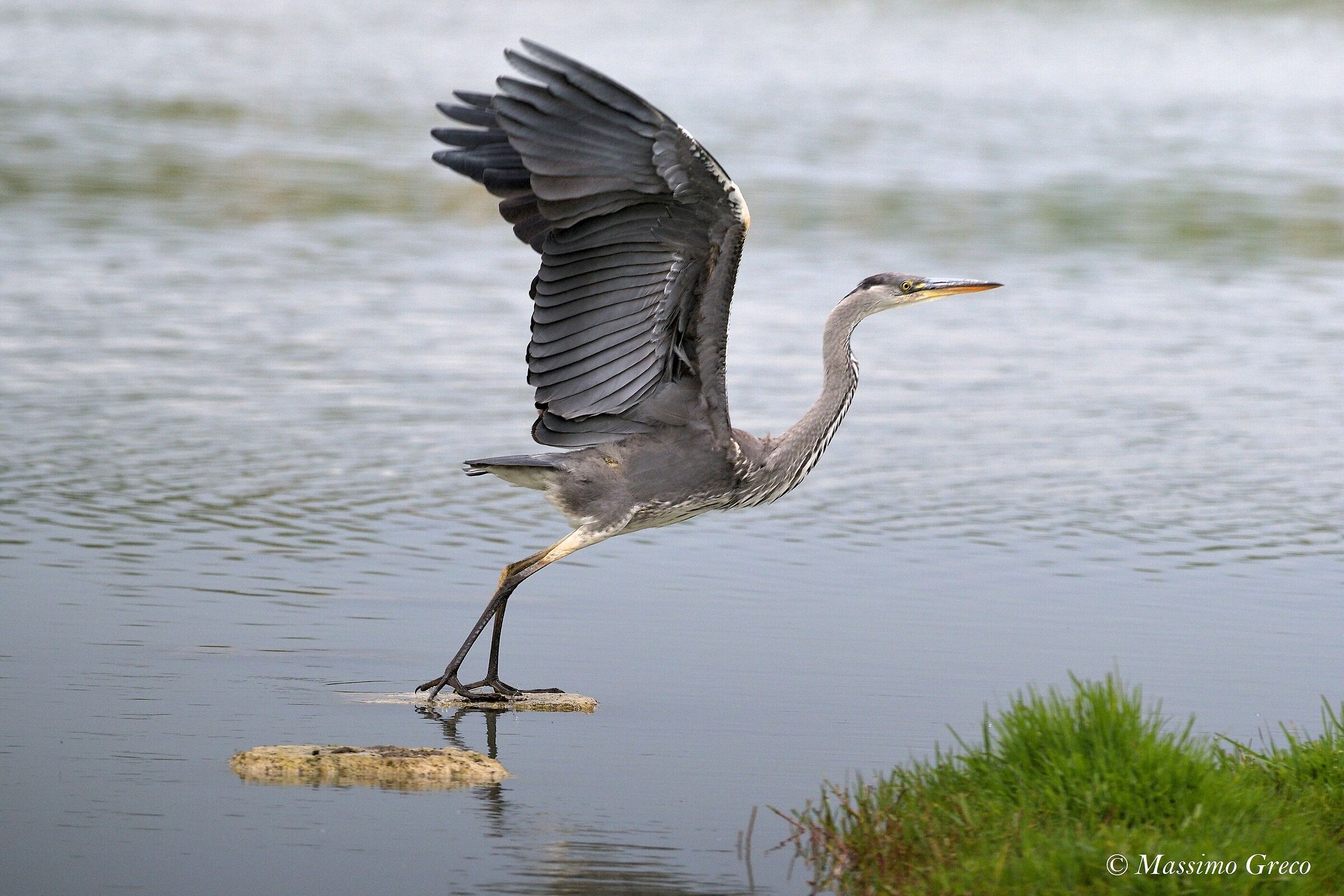 Ash heron on take-off