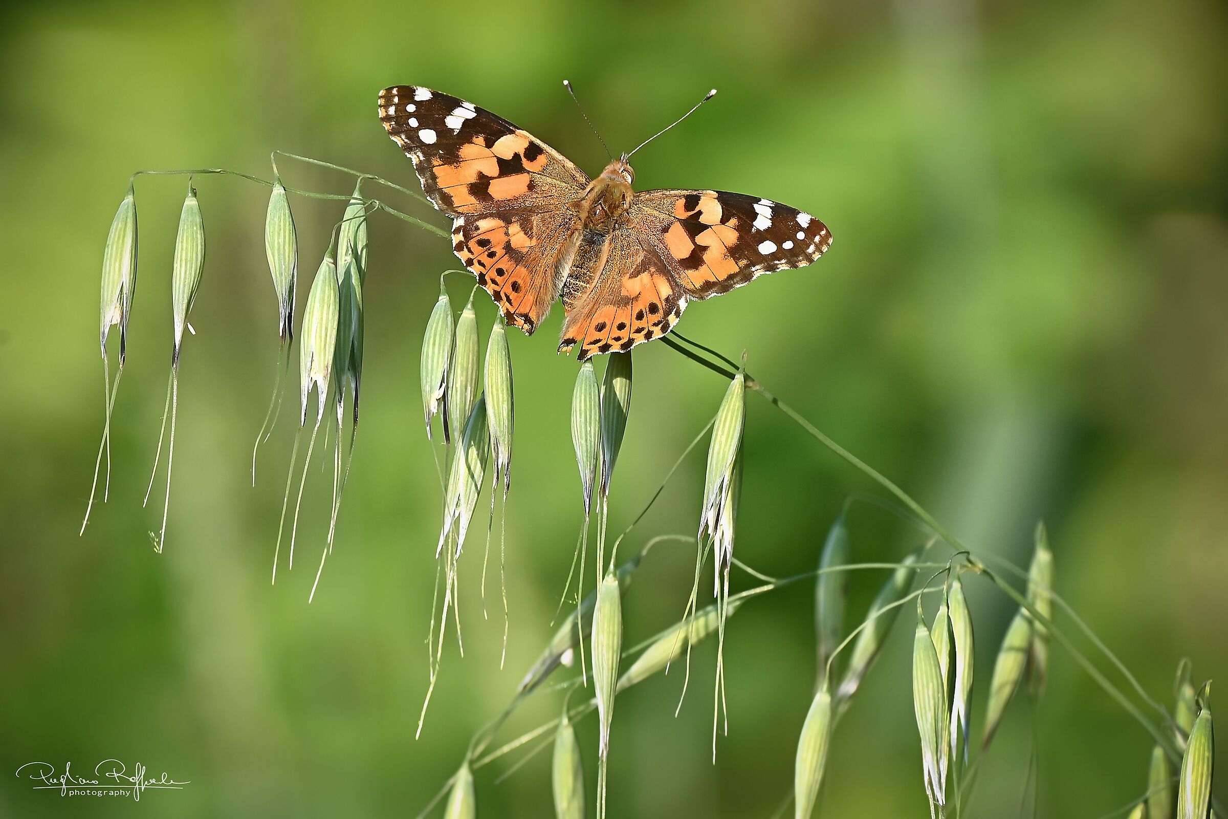 Vanessa cardui
