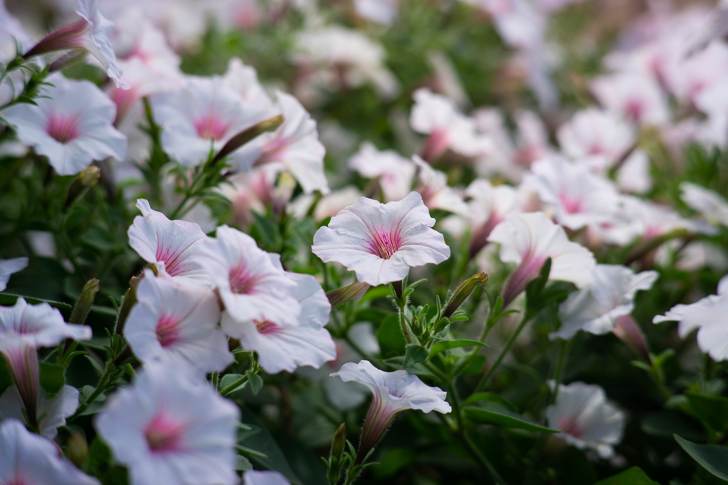 A surfinia among many.