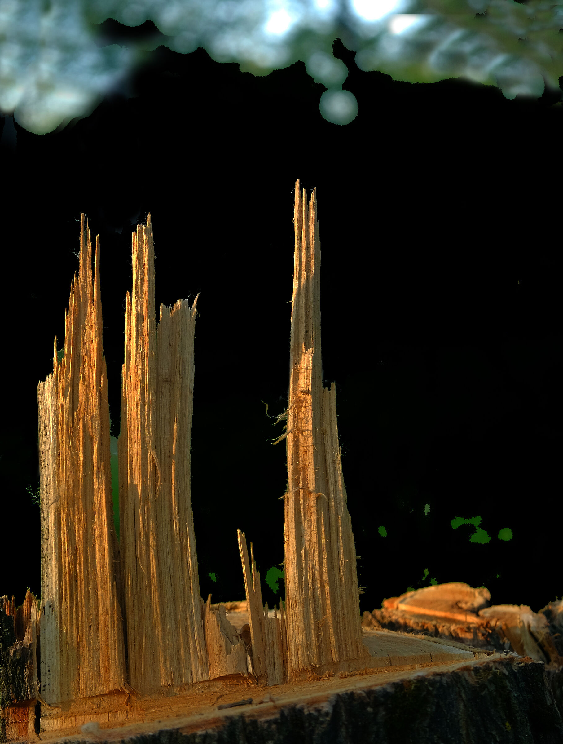 The last moment life tree