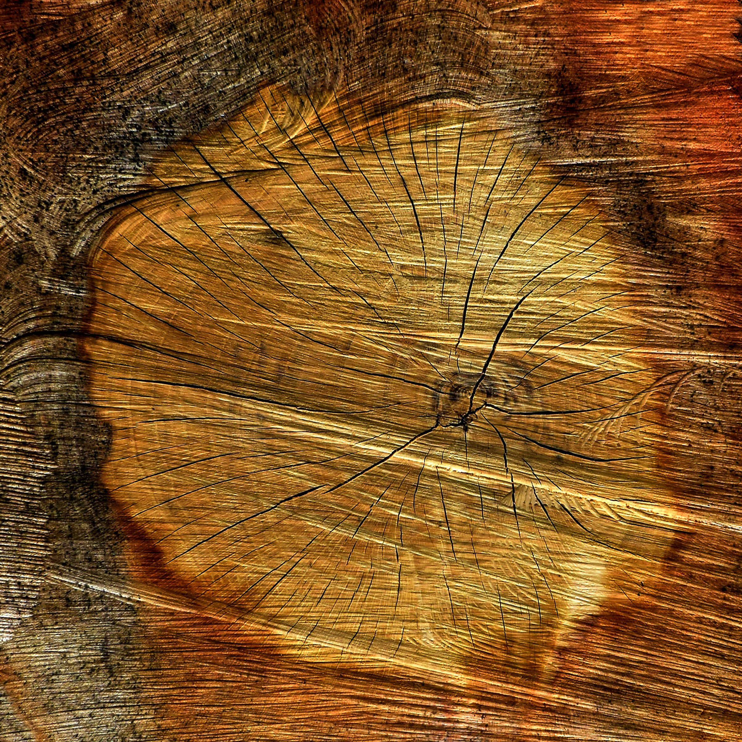 La vita segreta degli alberi