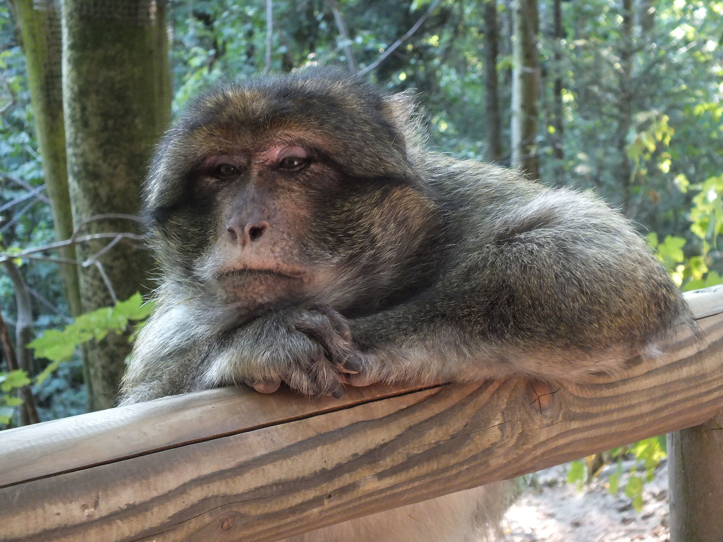 Monkey free park alsace