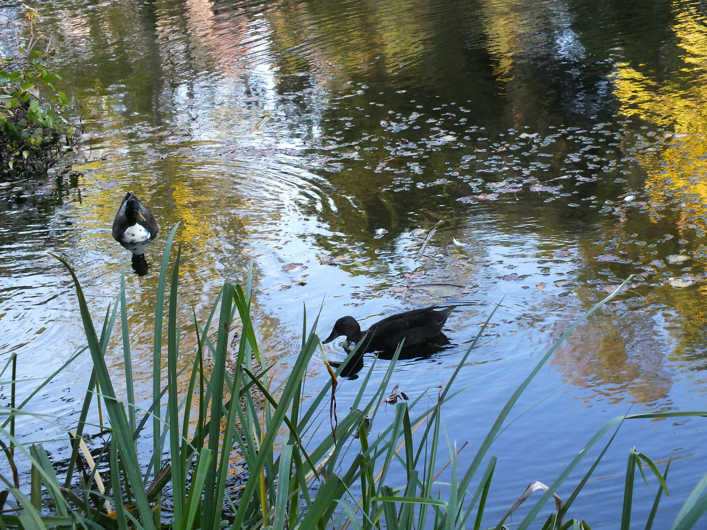 riflessi, Six Fours Les Plages
