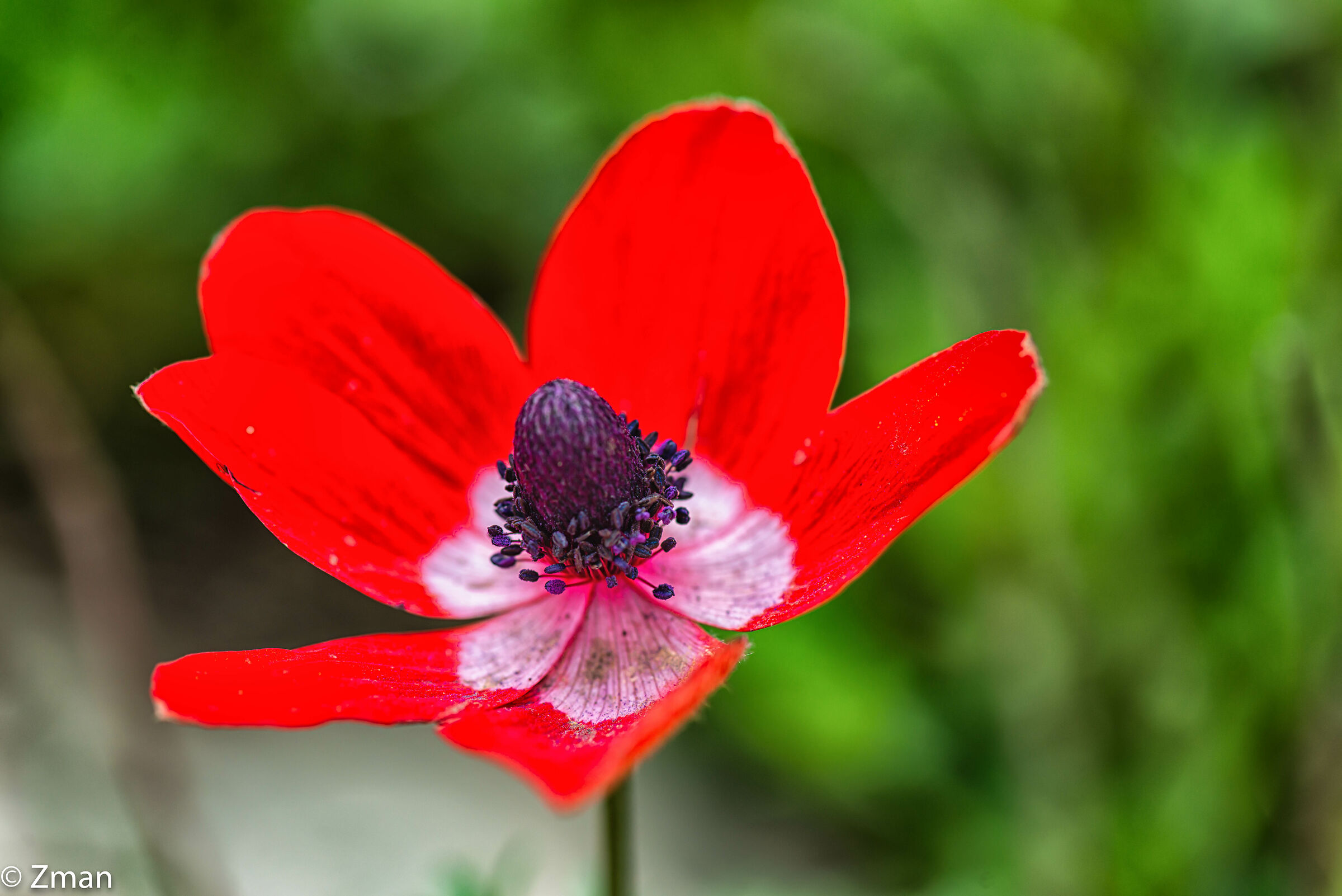 Fiore di anemone di papavero