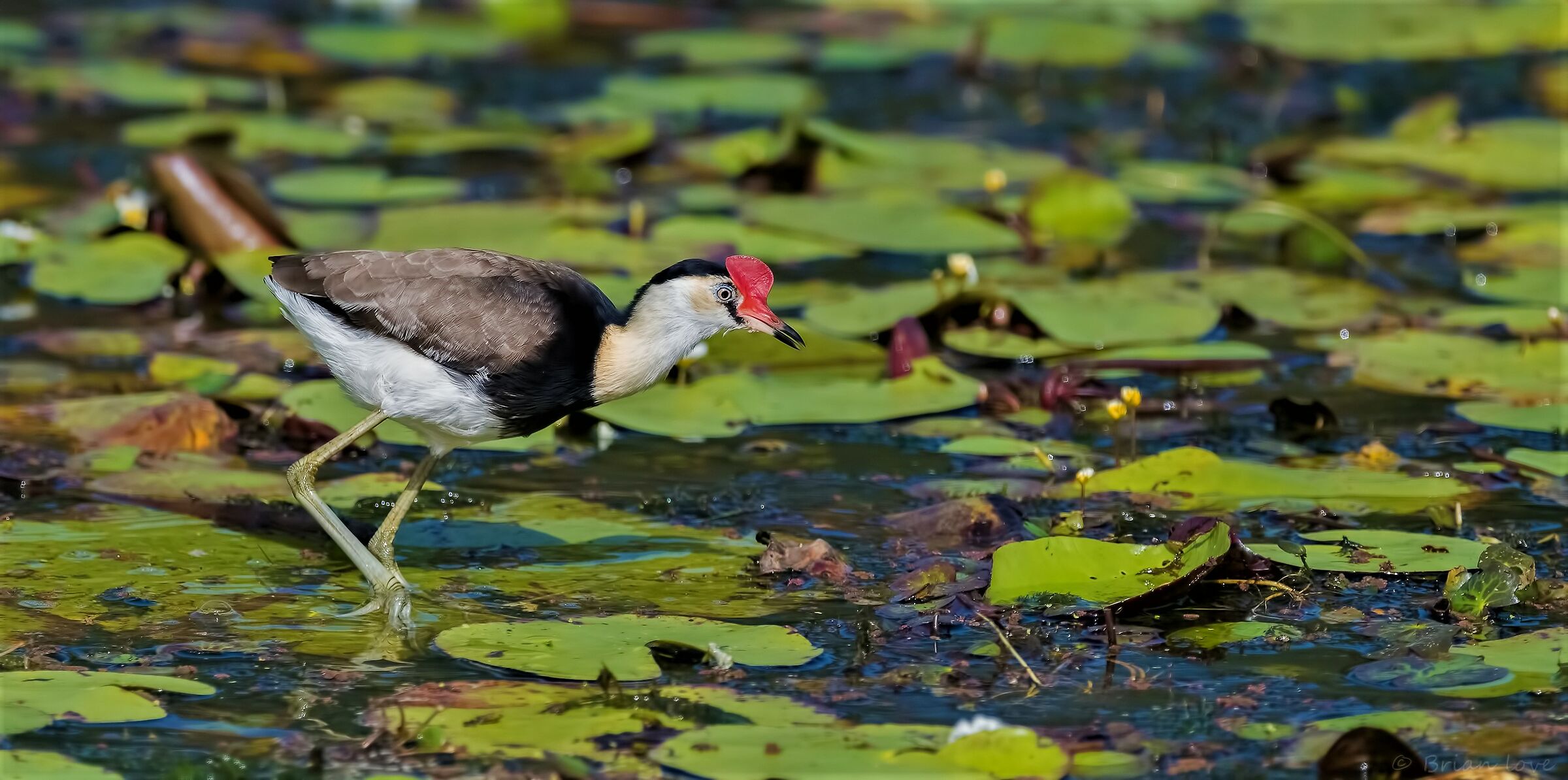 Jacana crestata a pettine