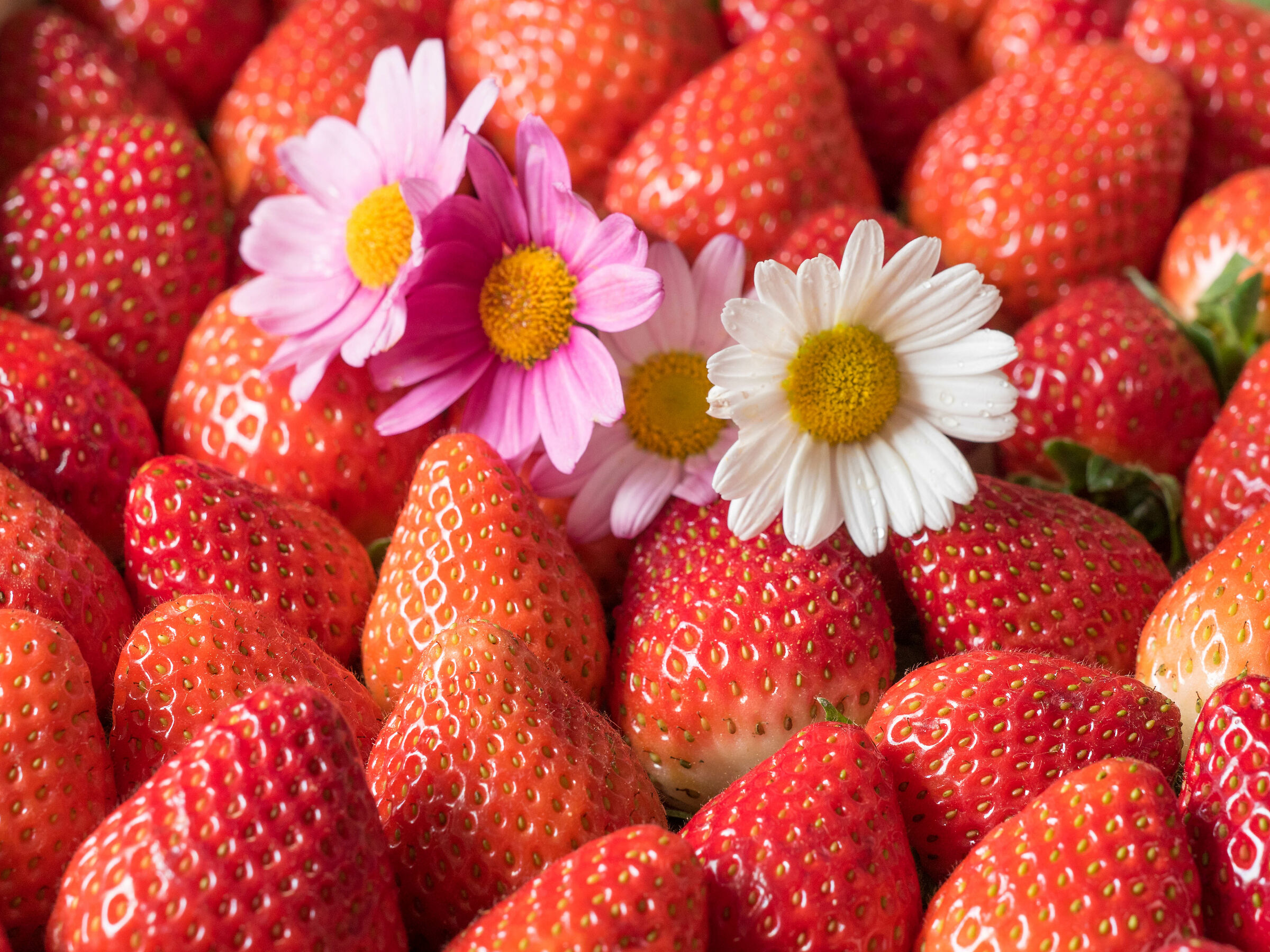 Fragole e margherite