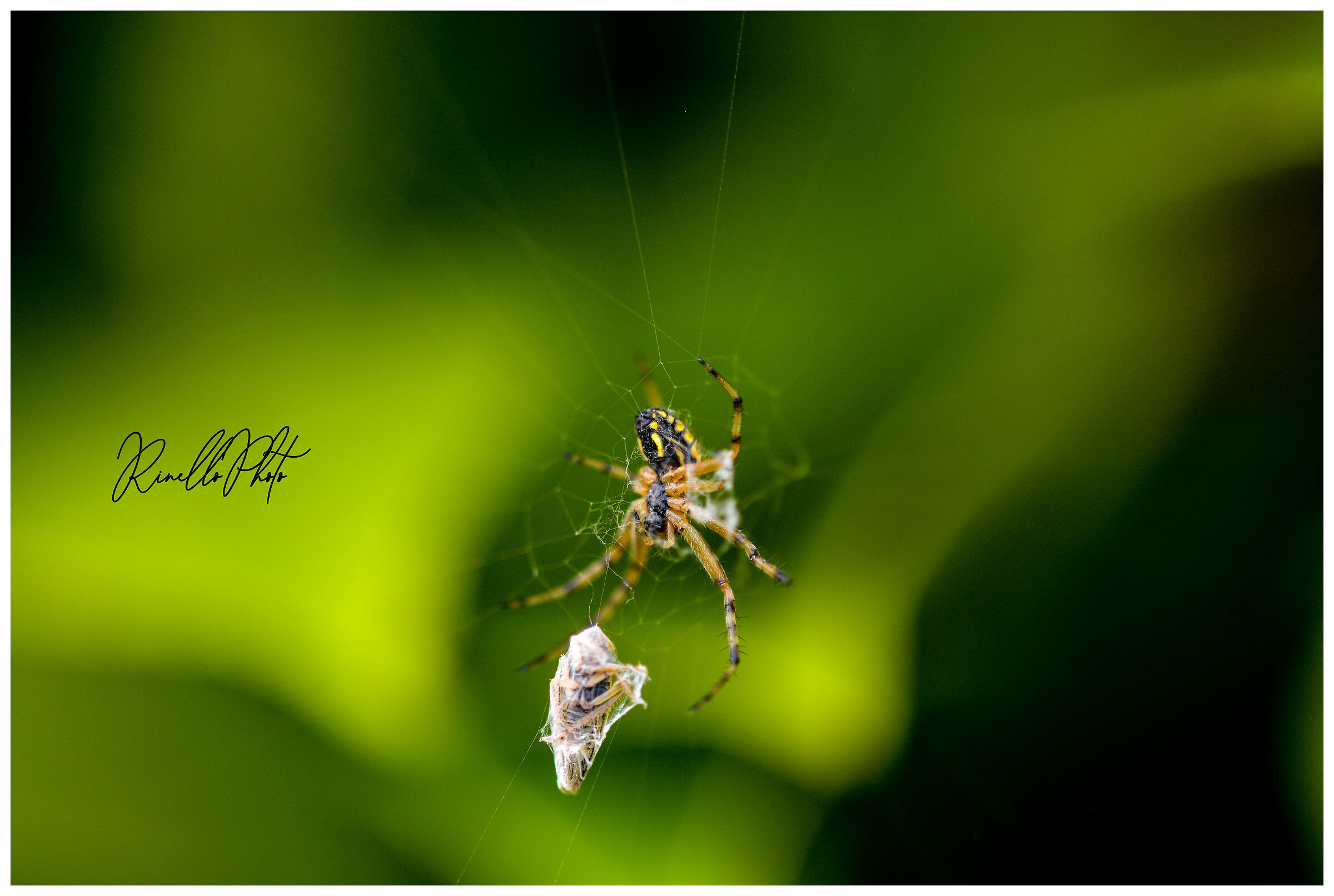 Ragno vespa con preda