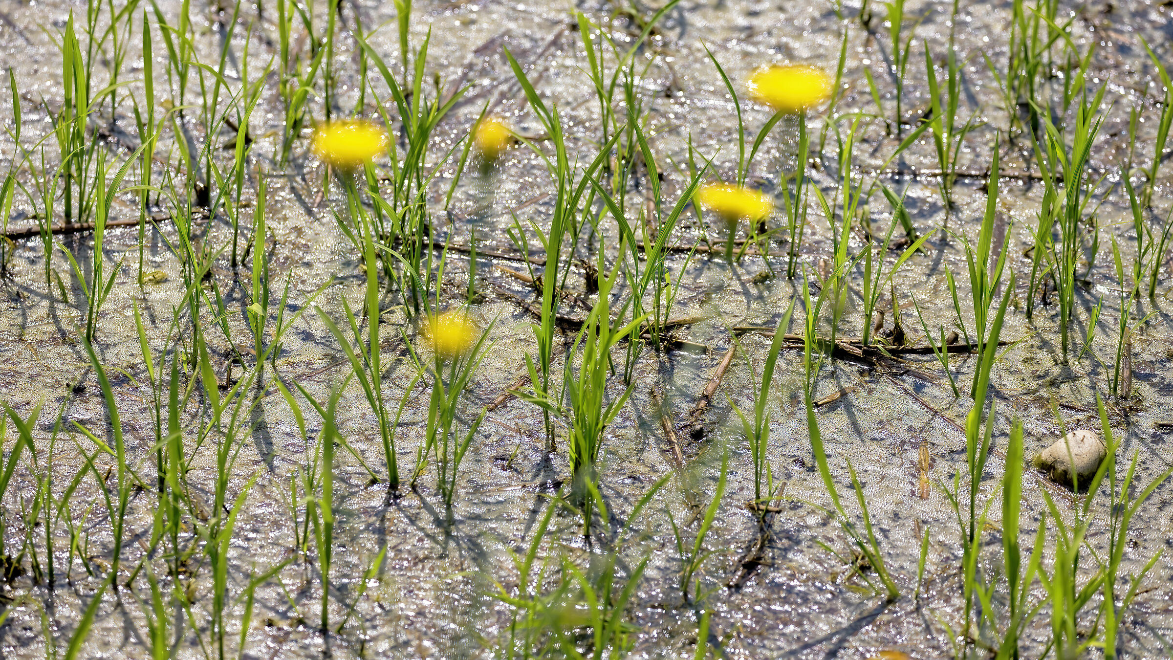 Yellow flowers in paddy fields