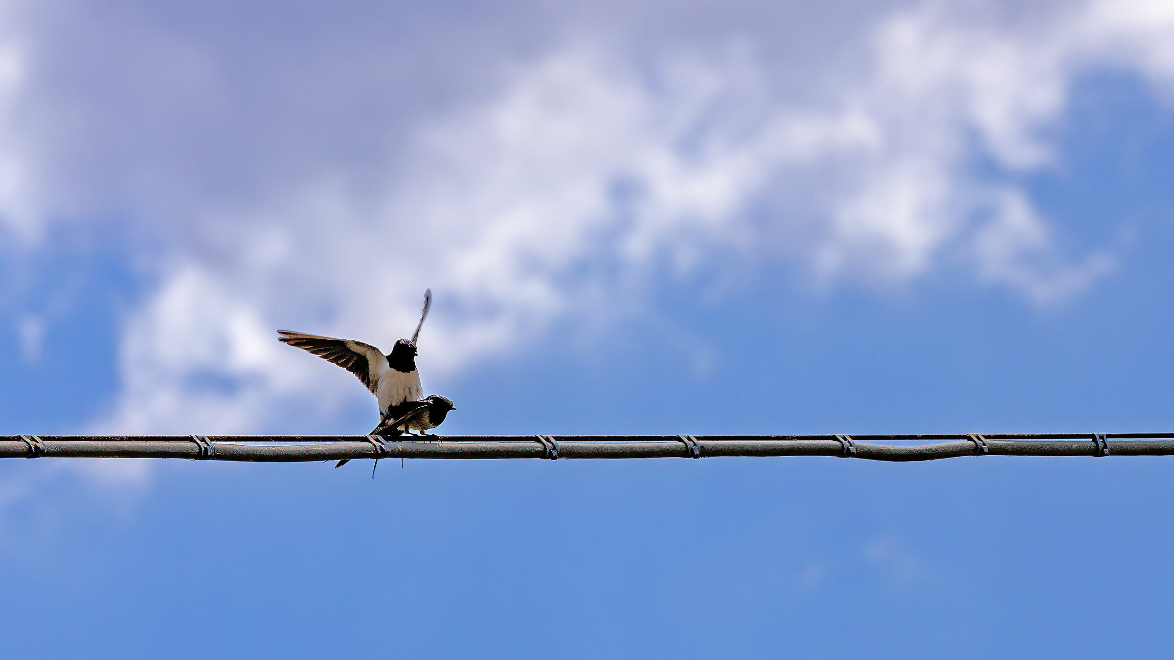 Amor, ch'a nullo amato amar perdona