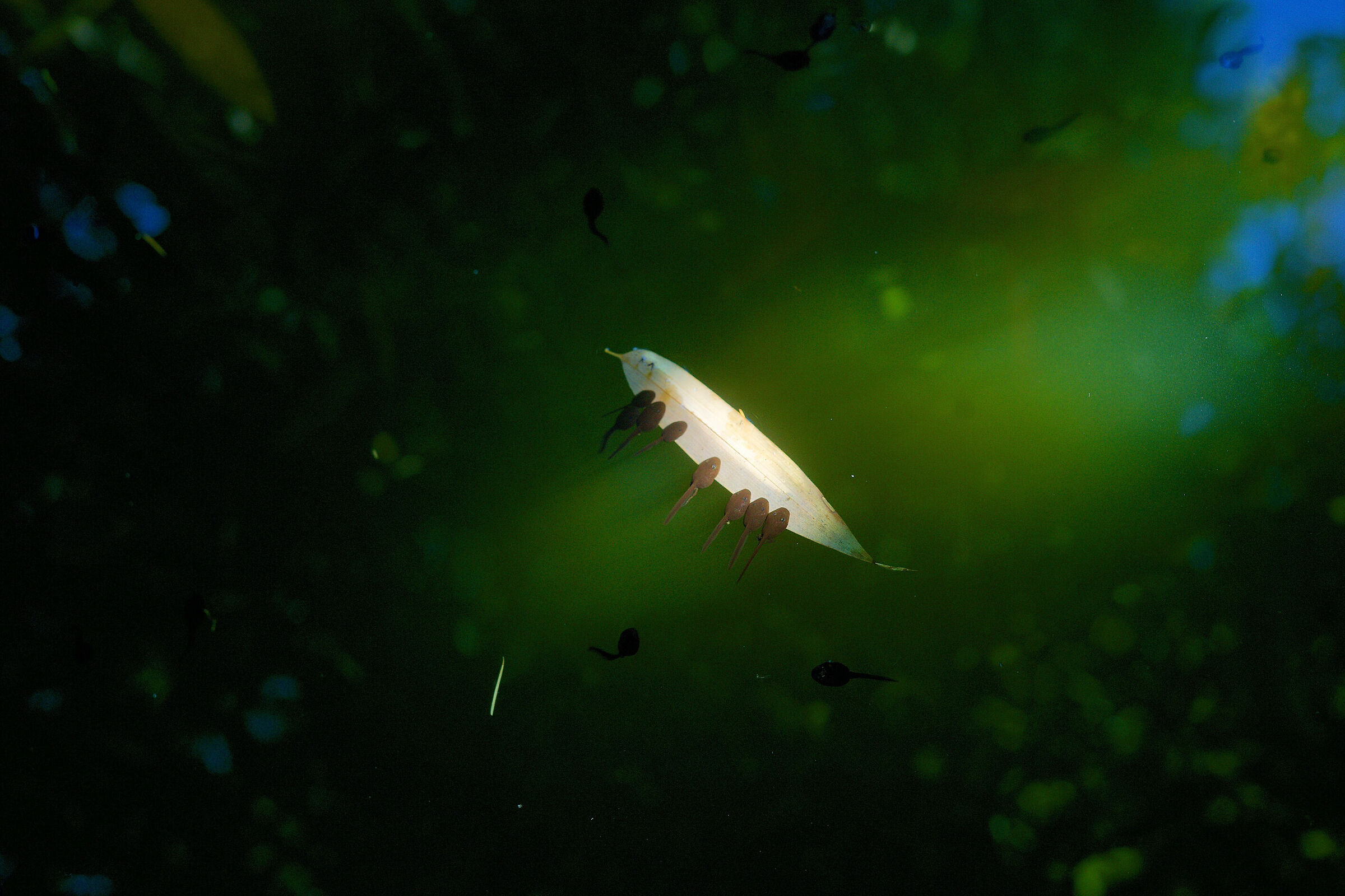 La zattera dei girini