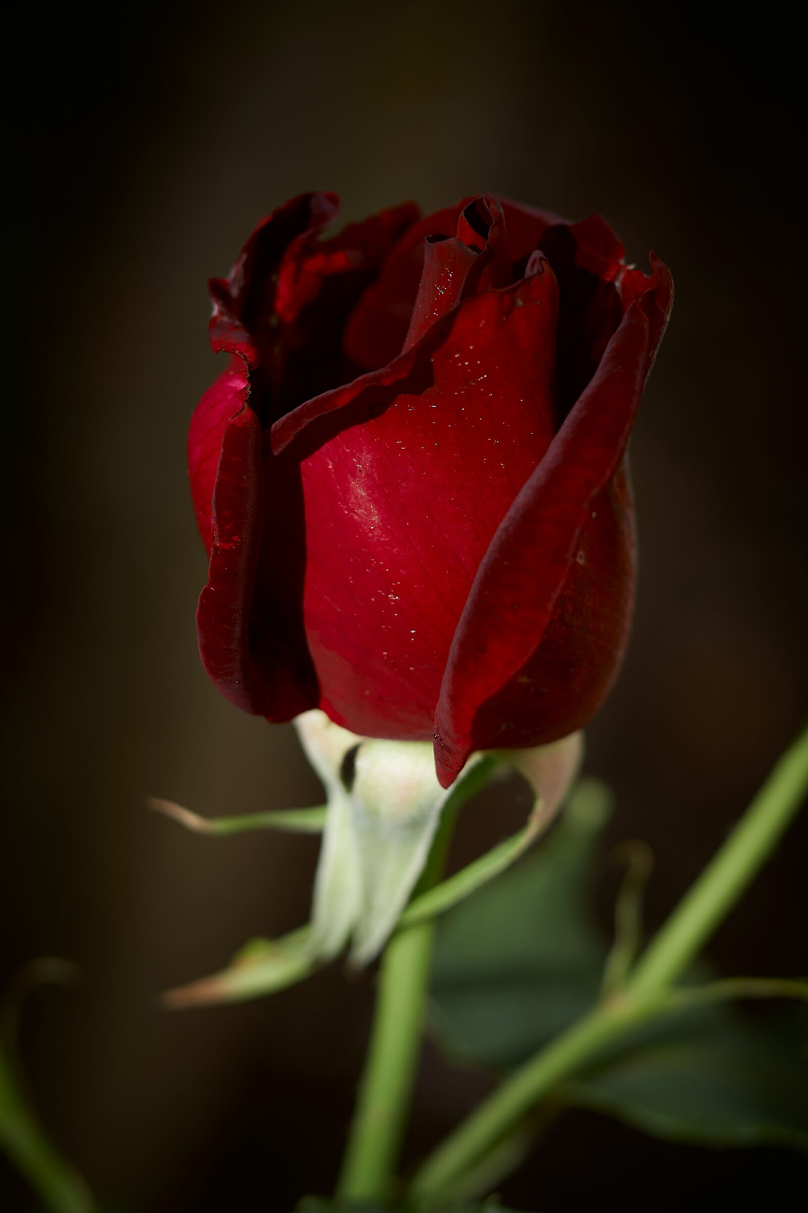 Rosa Papa Meilland