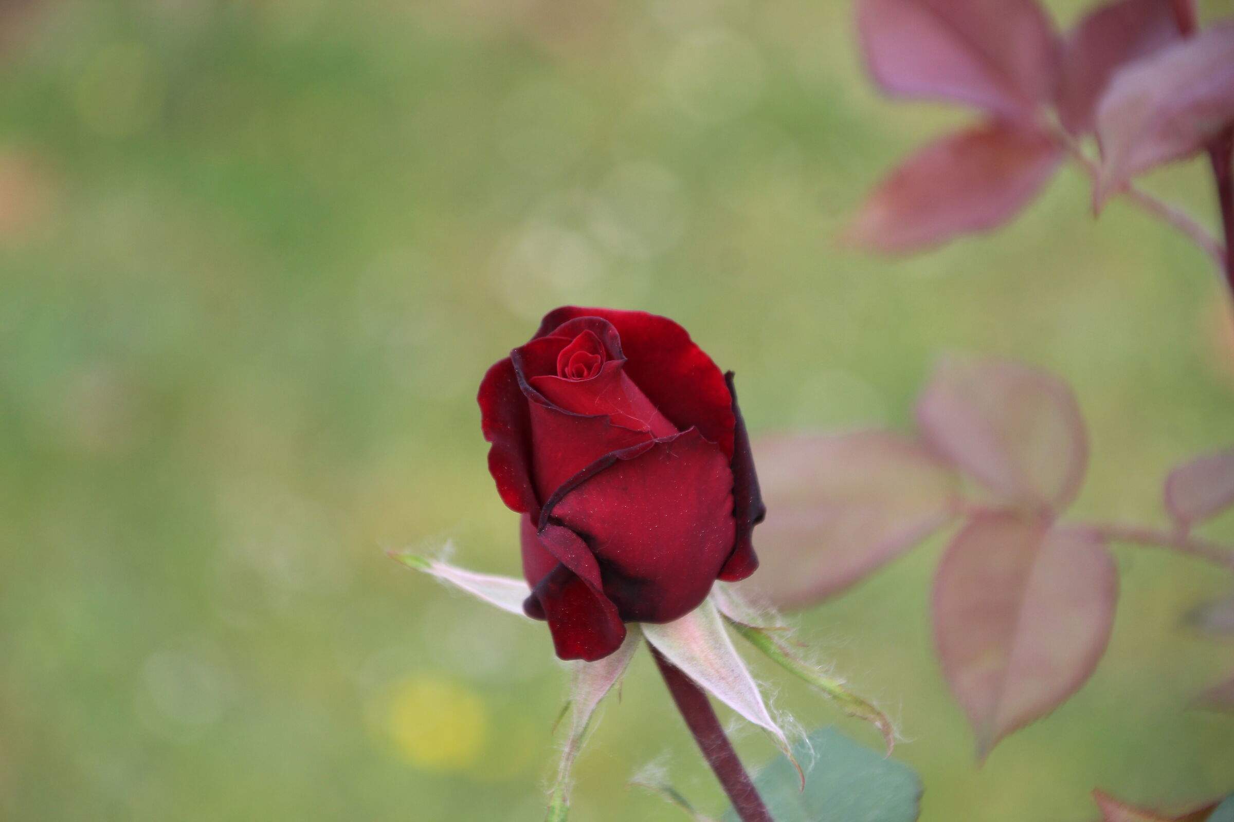 Rosa