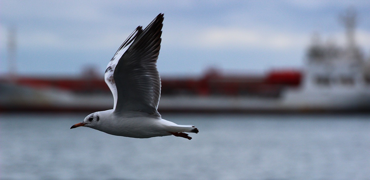 A seagull in a cloudy day