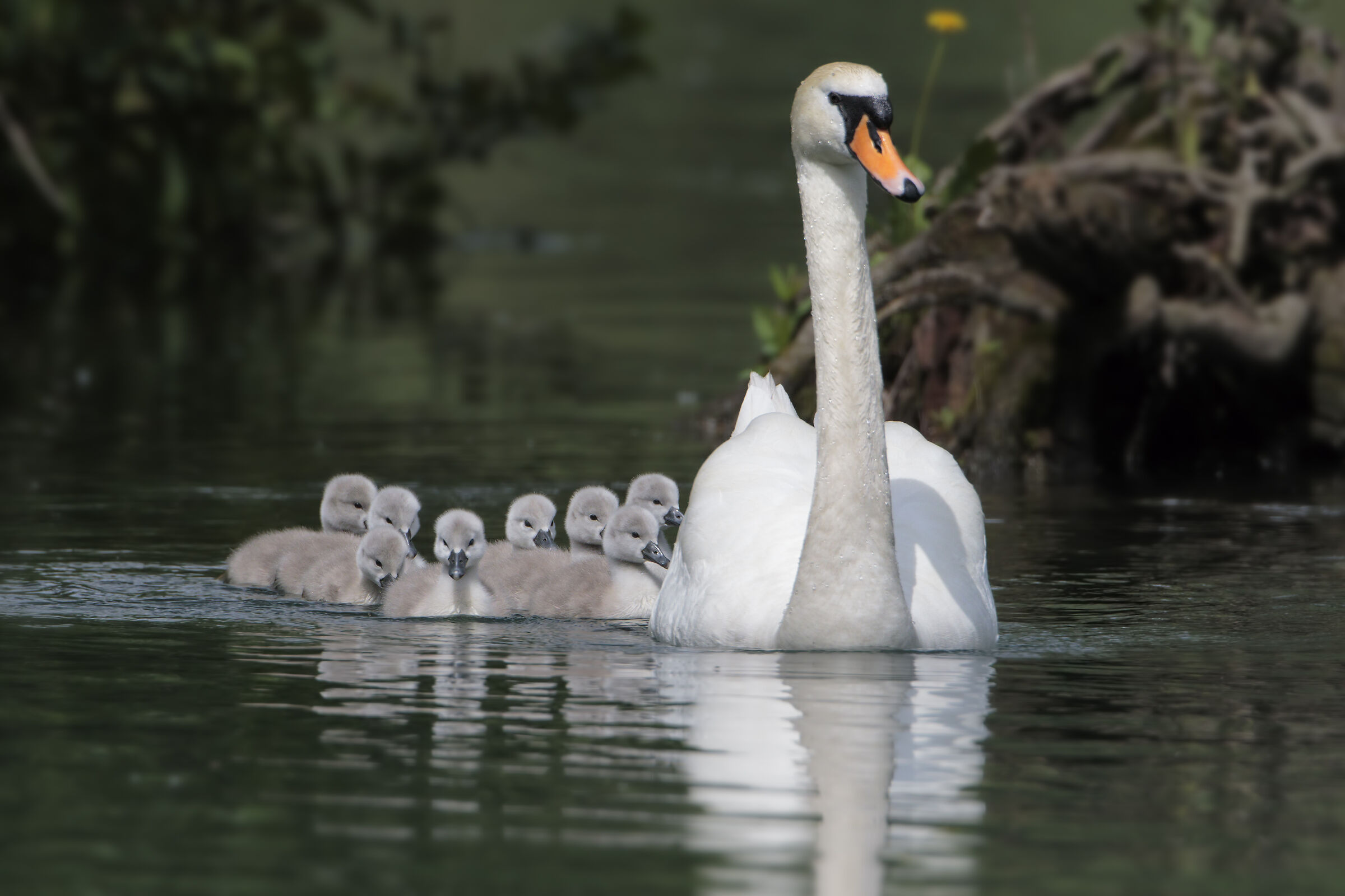 Cigno Reale con Pulli