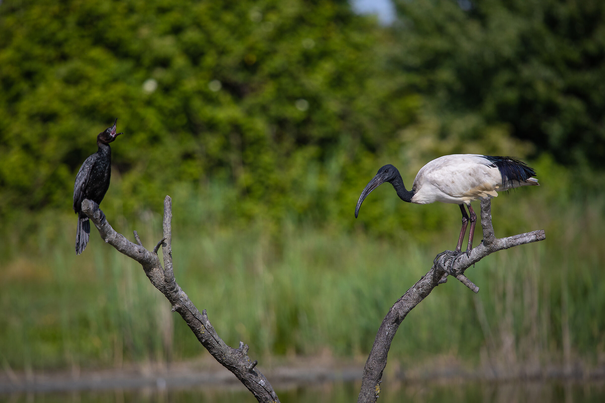 Hey you, get out of here this branch is mine!