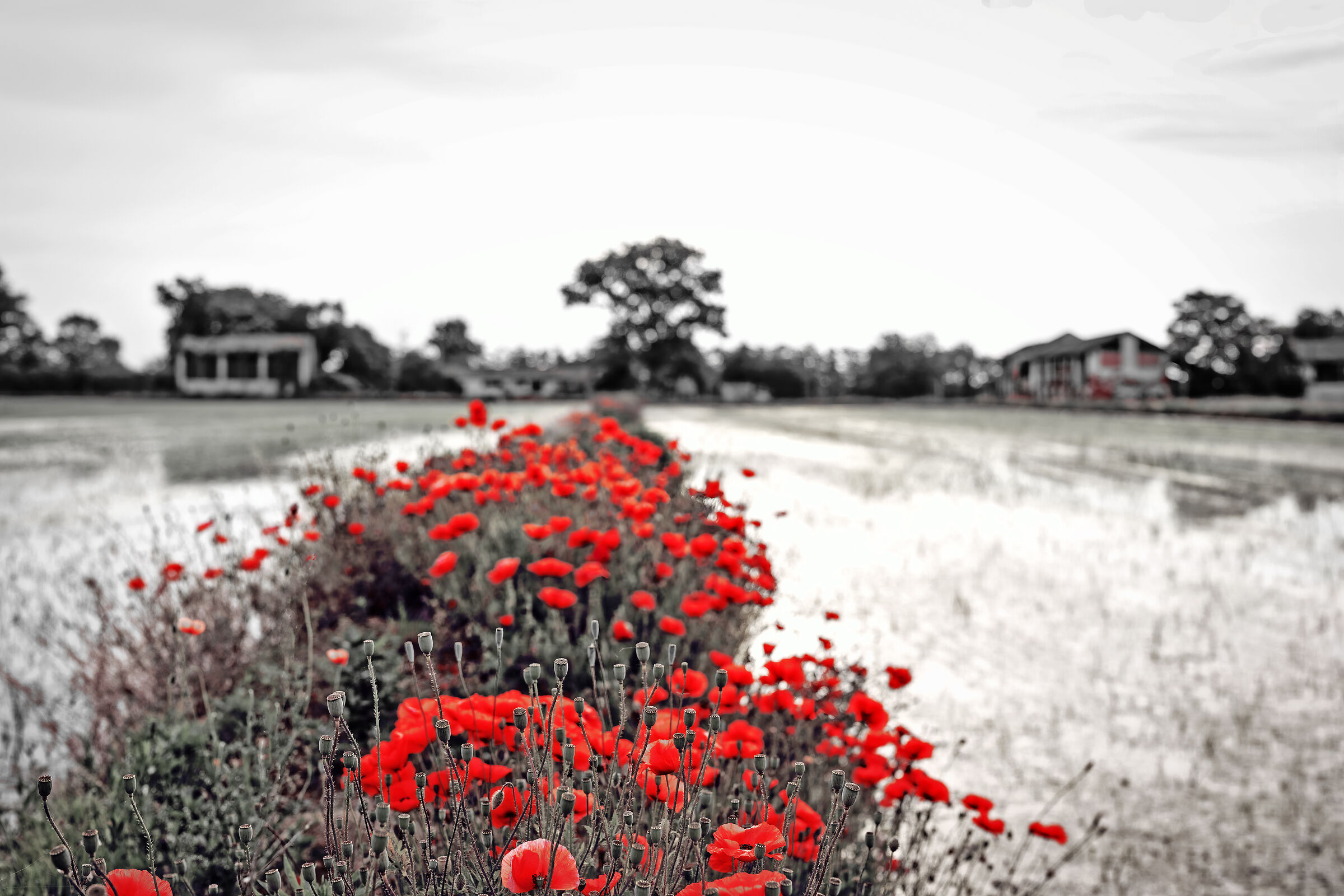 B&W con papaveri all'alba