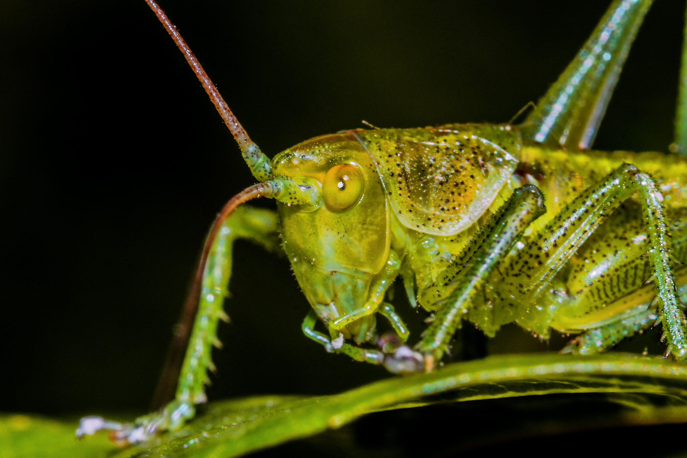 Tettigonia viridissima