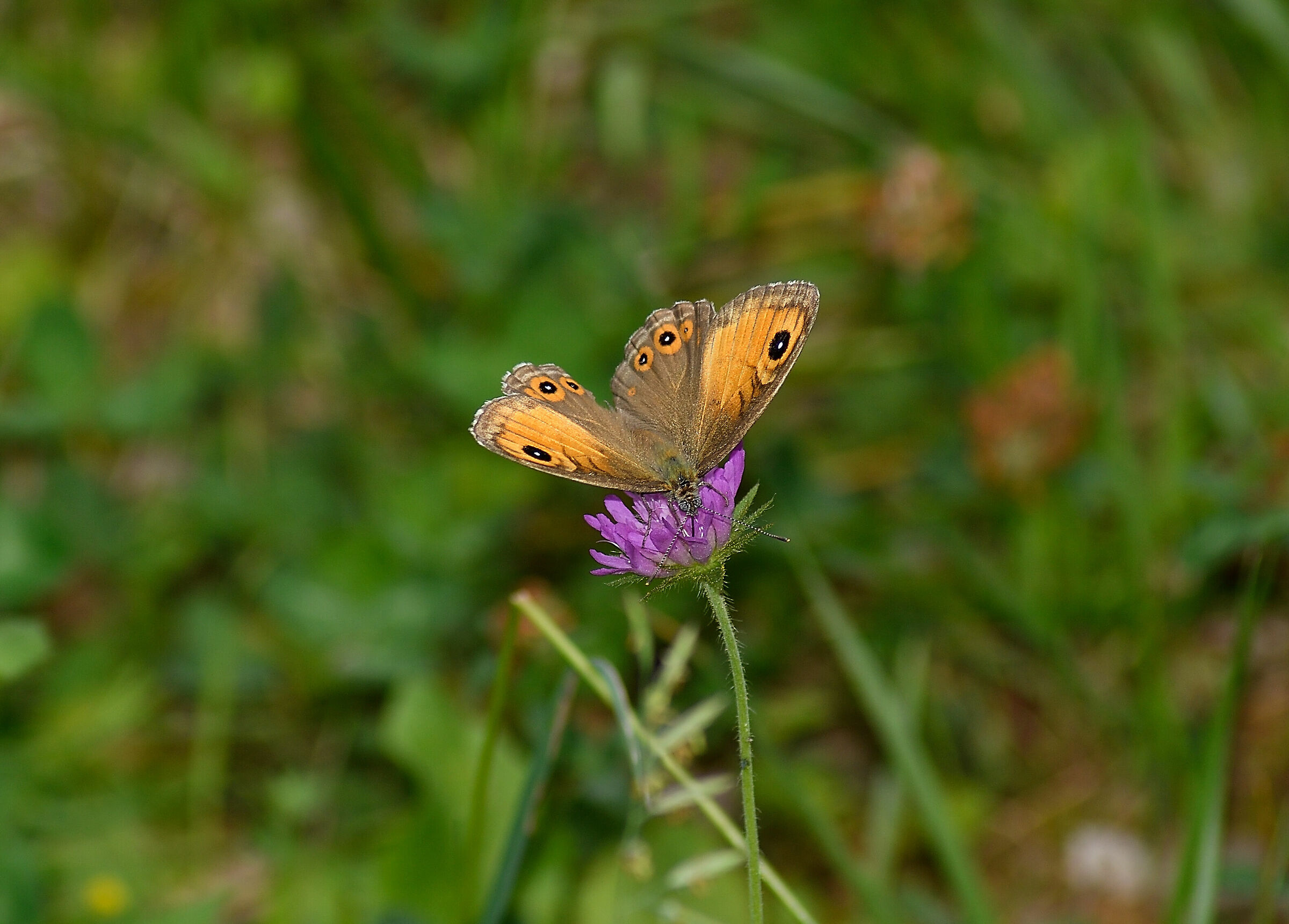 Butterfly on the flower