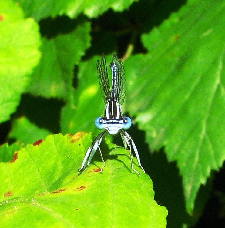 libellula