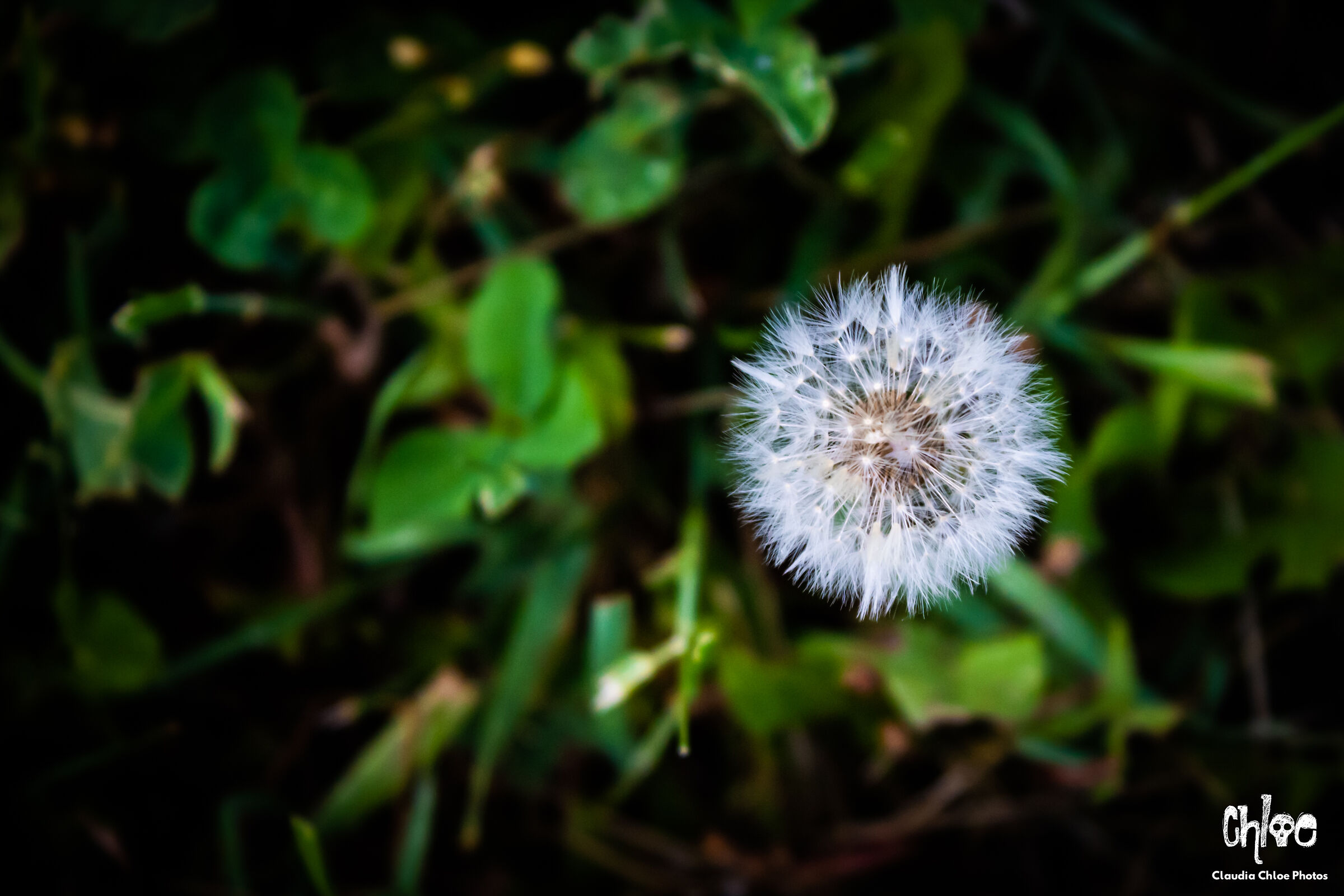 Dandelion