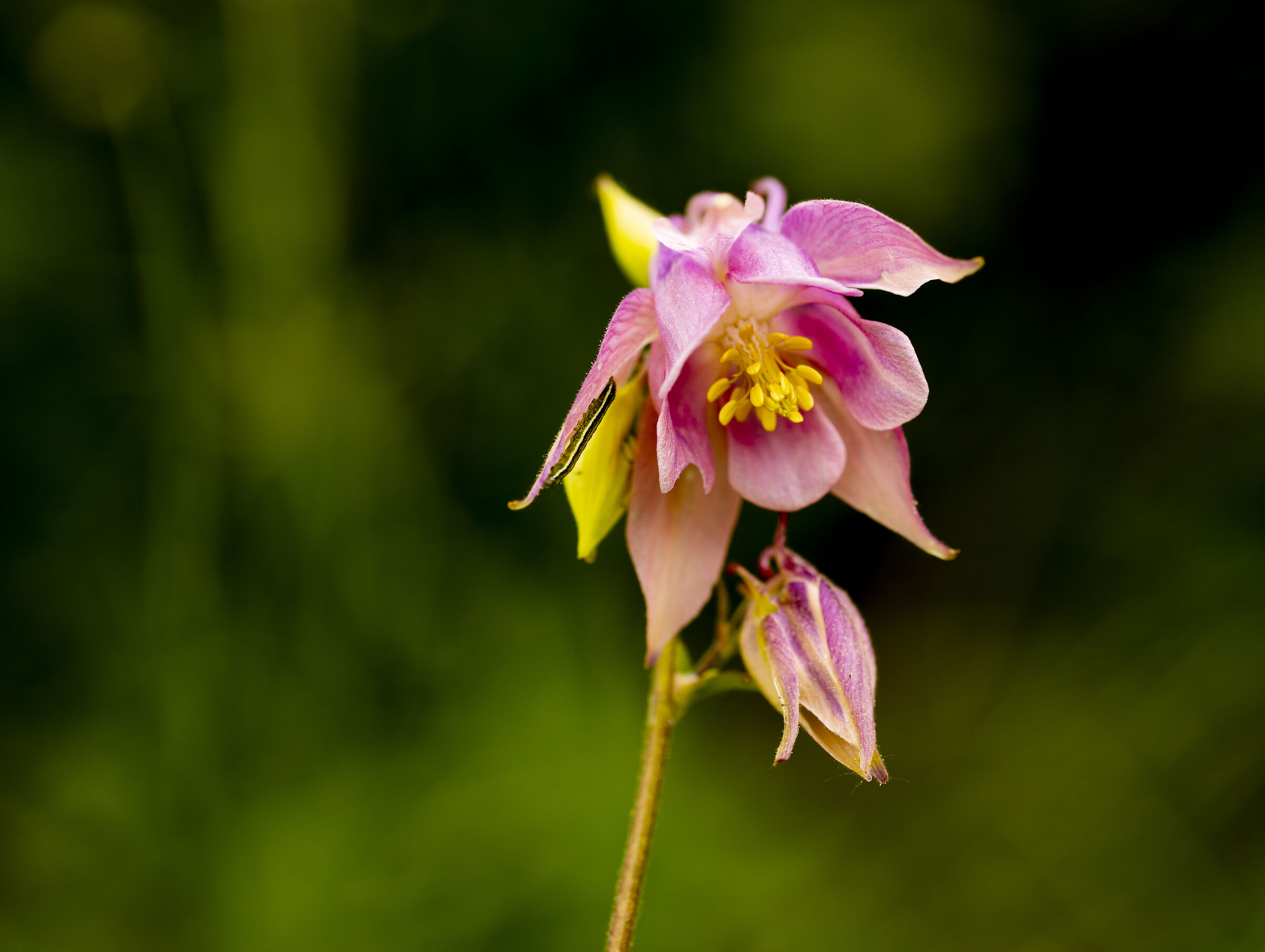 Alpine Aquilegia
