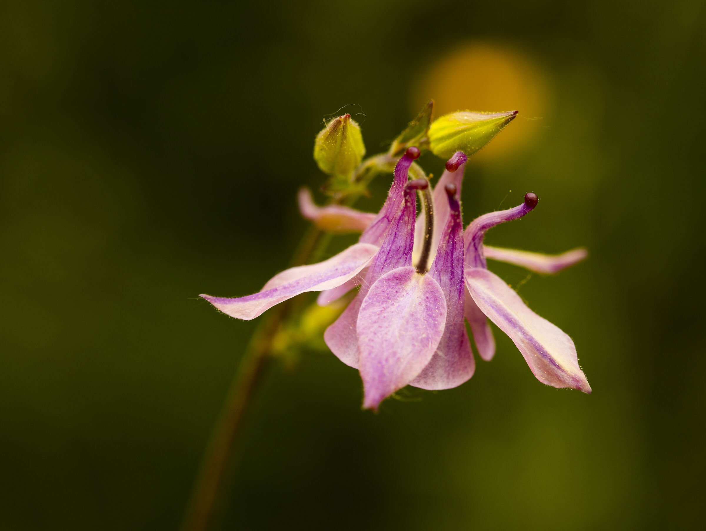 Alpine Aquilegia