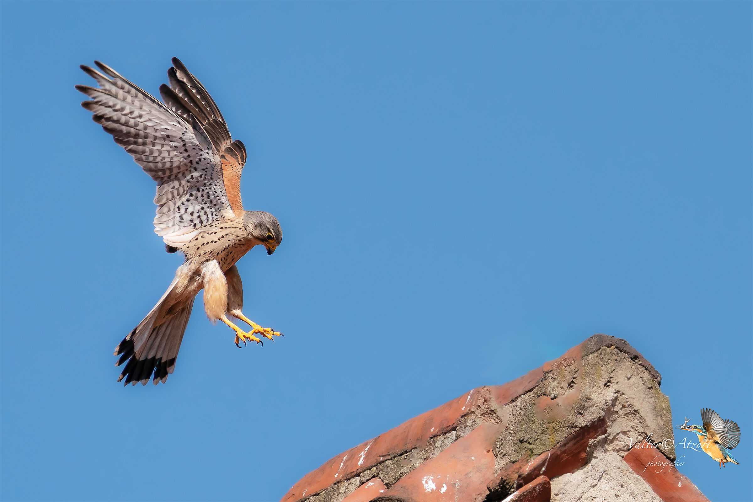 Gheppio maschio in planata