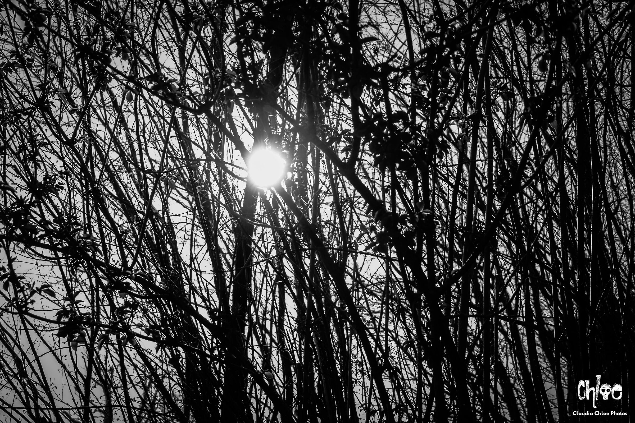 Sun & Branches