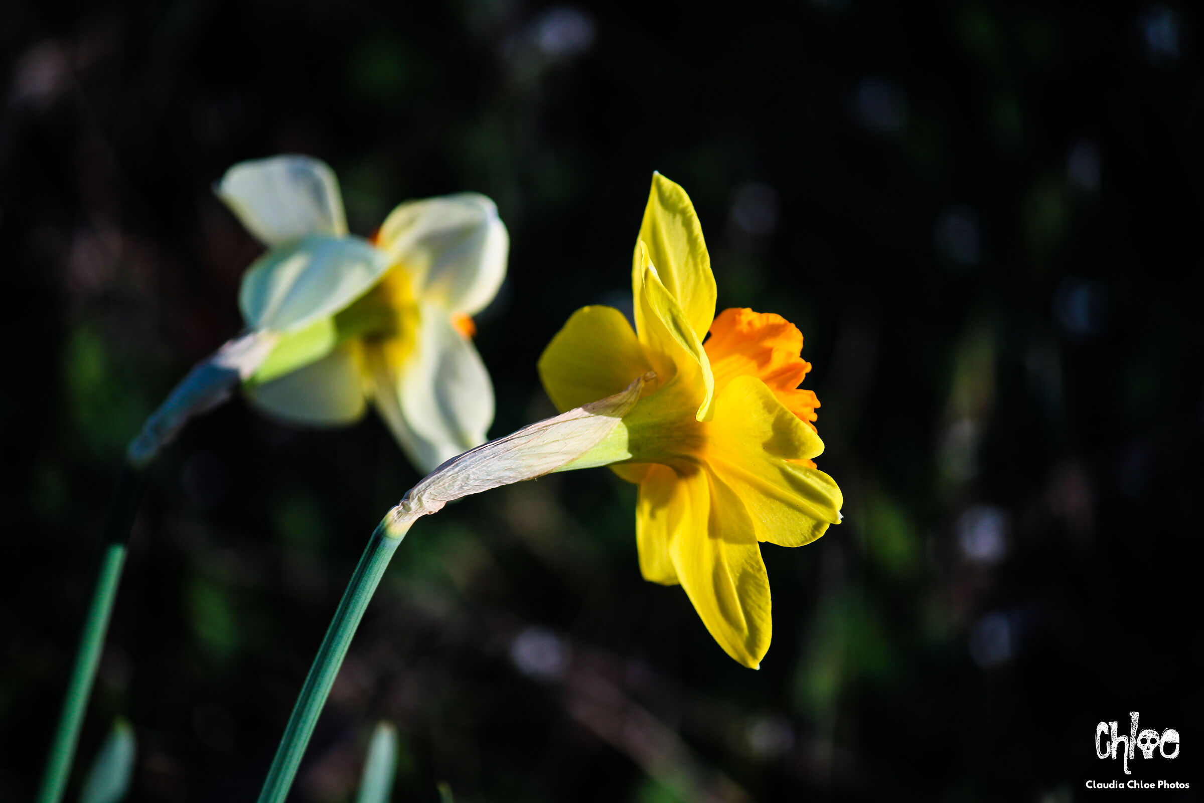 Narcissus