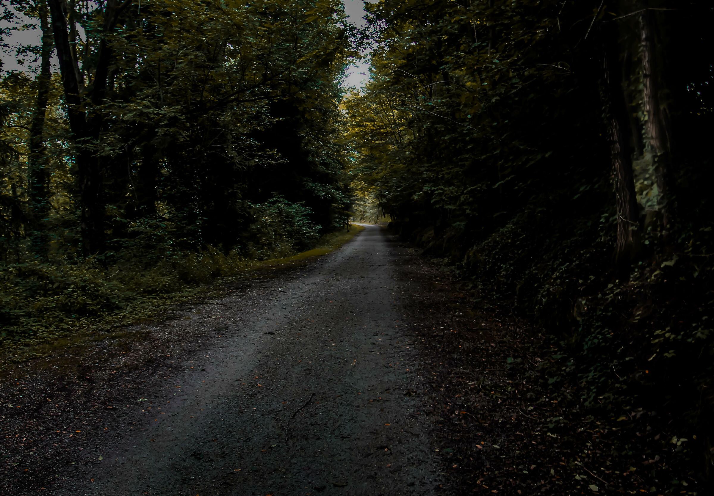 una strada nel bosco