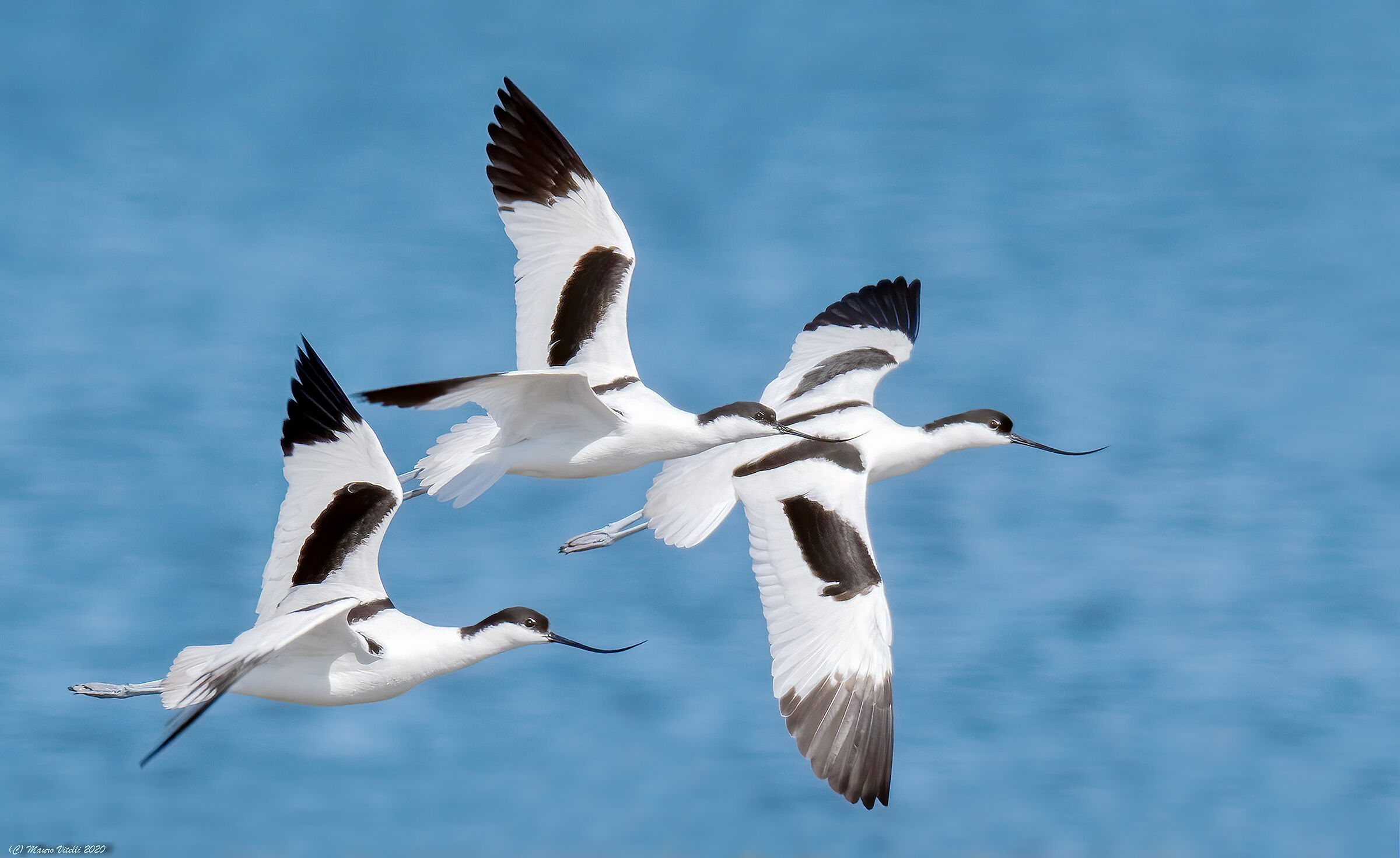 Avocette (Avosetta Curve)