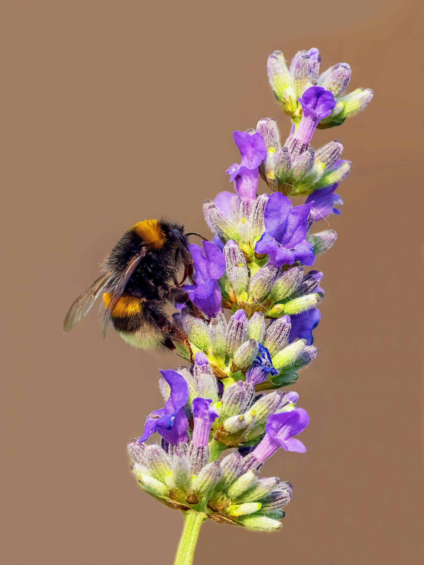 Spigetta flower bomb