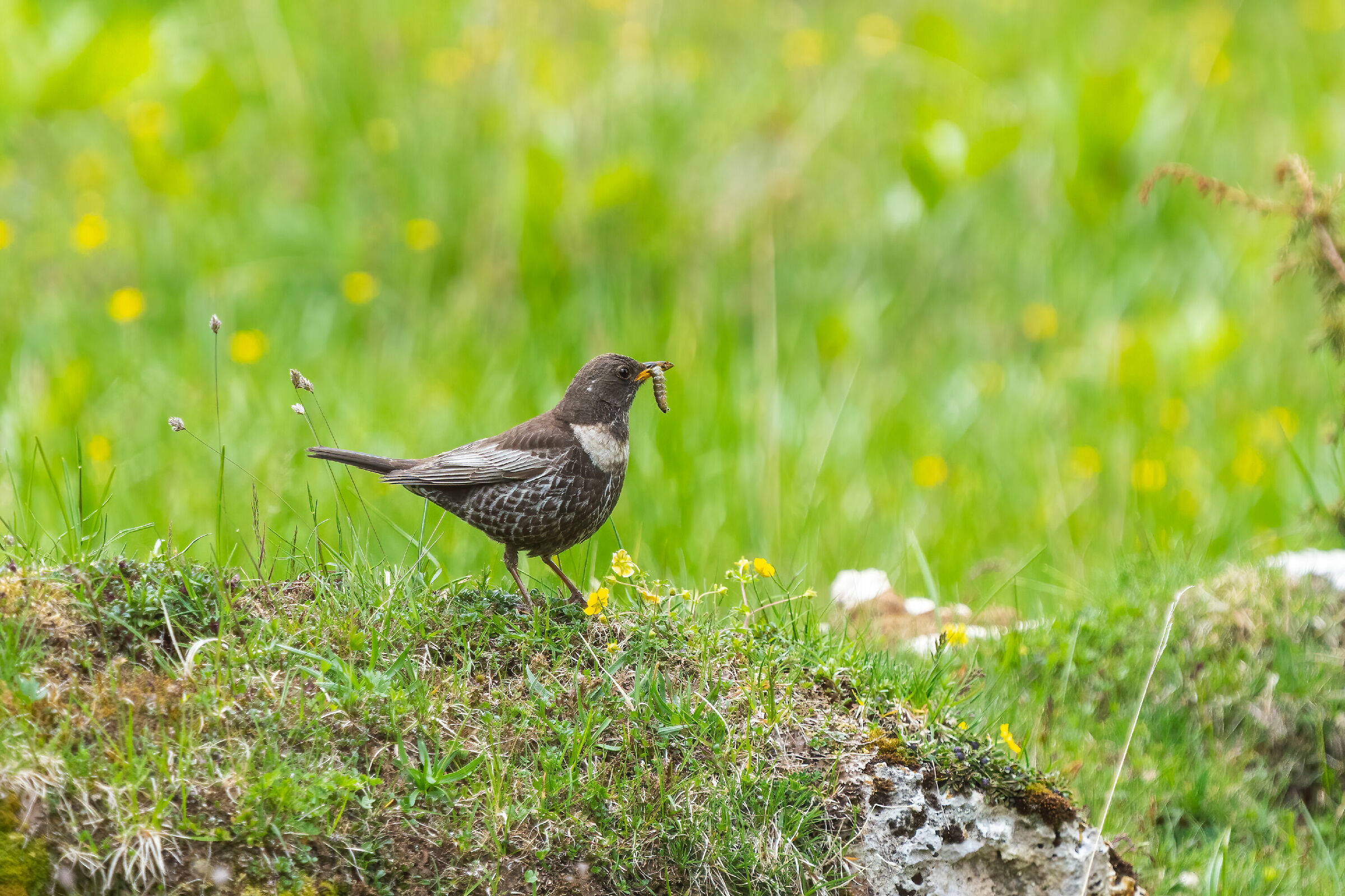 Blackbird with female collar with meal for the little ones