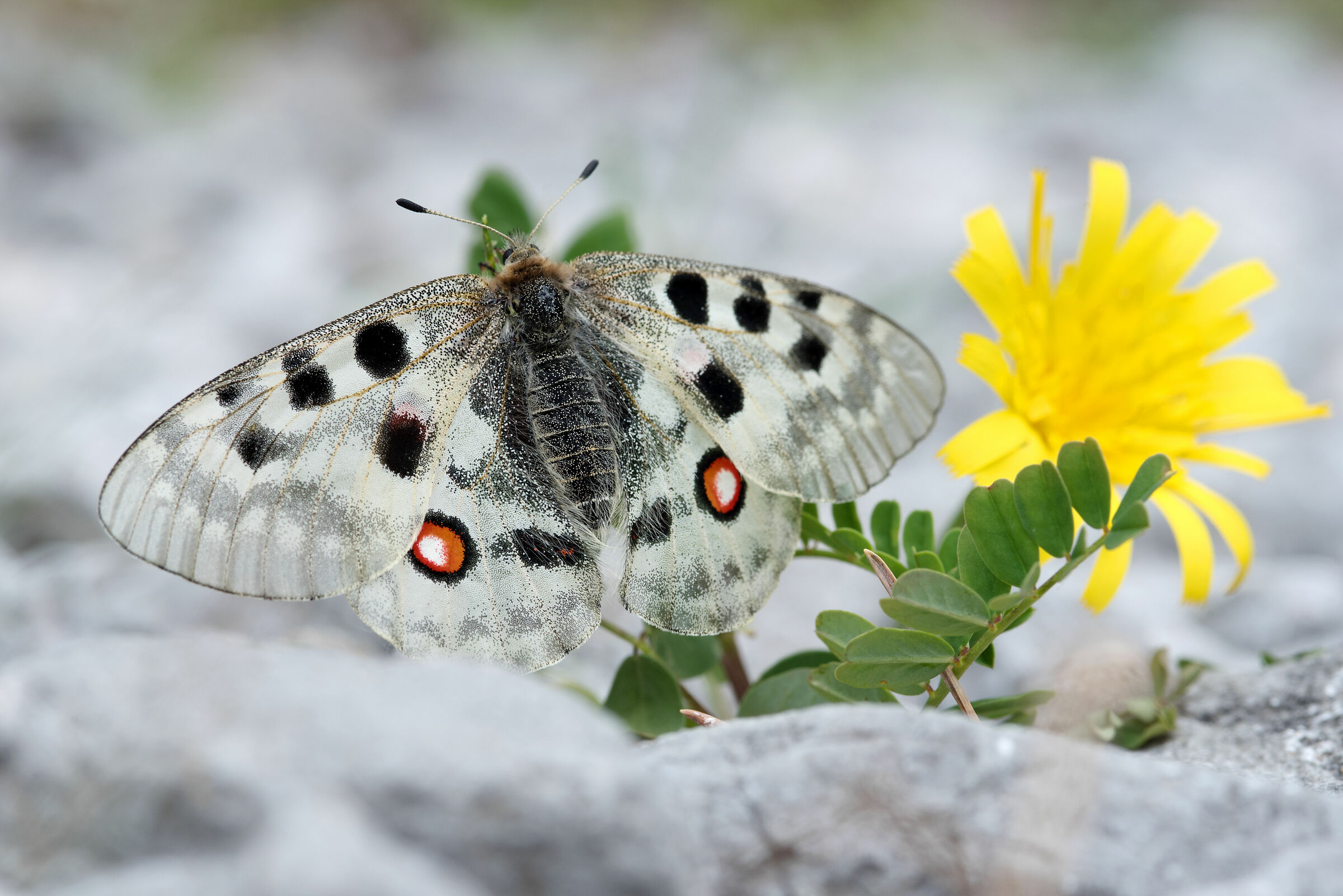 parnassius apollo