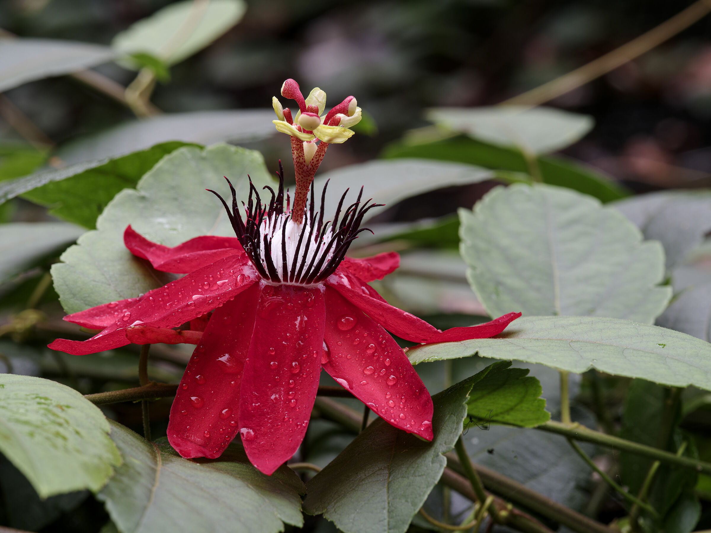 passiflora coccinea