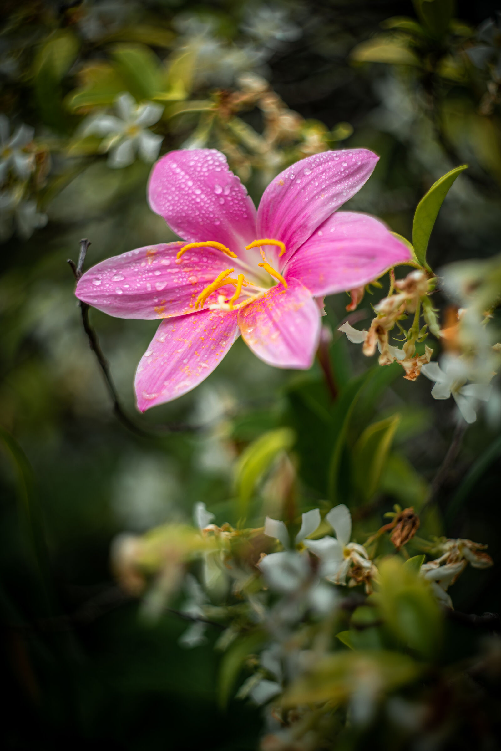 Giglio della pioggia