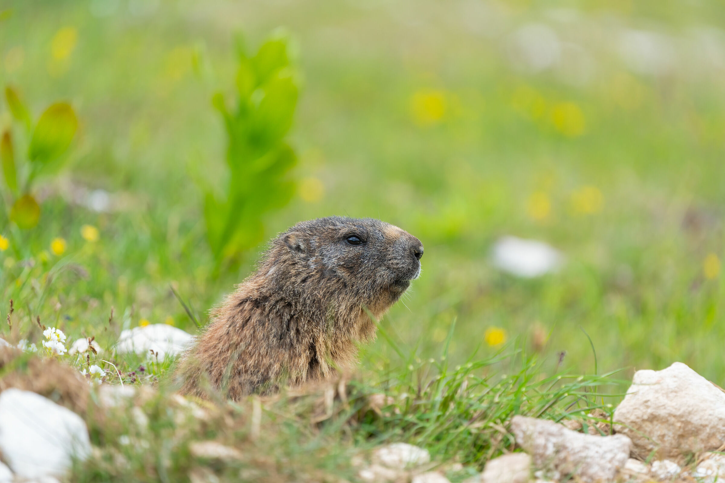 Marmotta altopiano del Montasio 2020