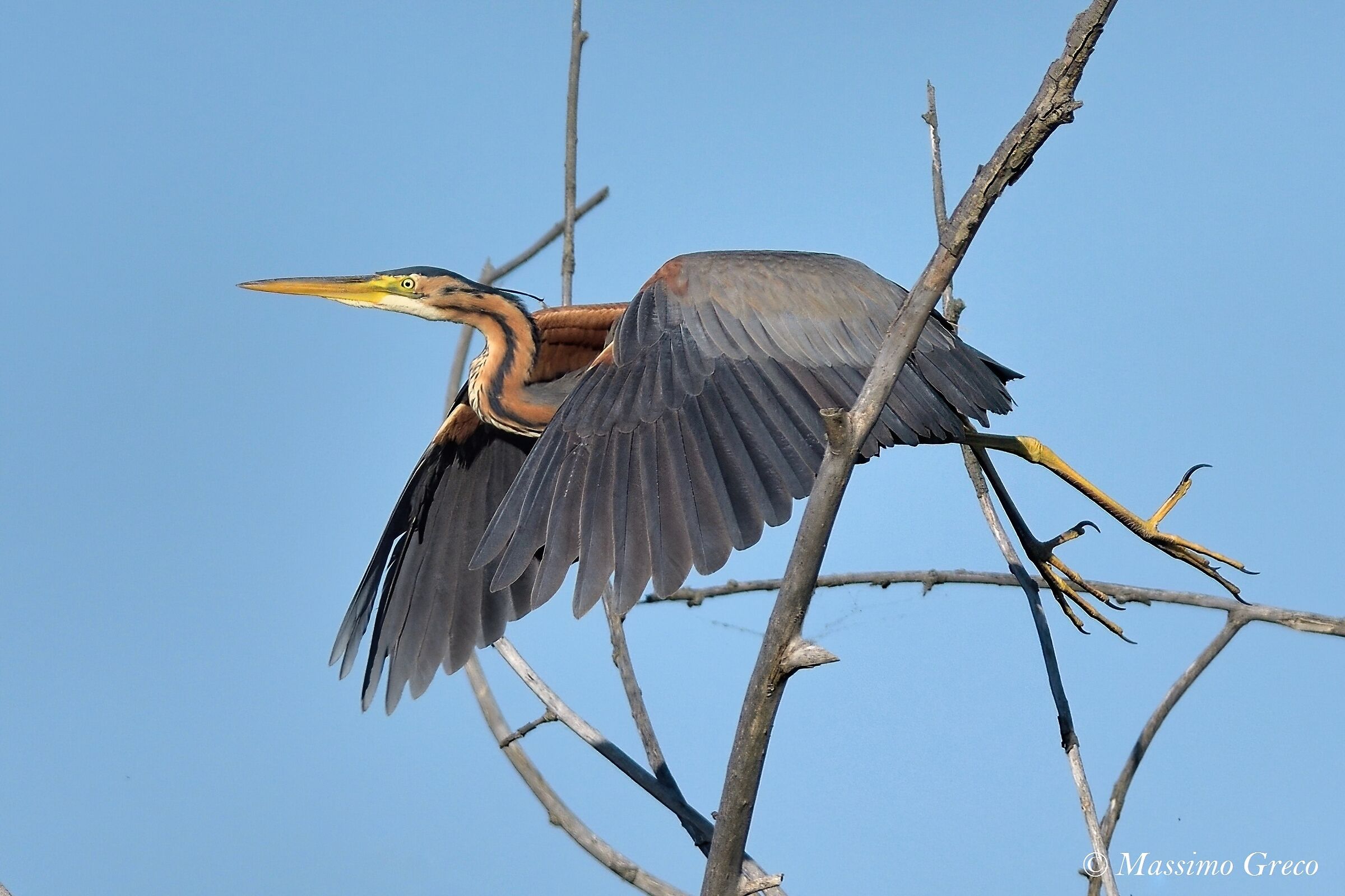 Airone rosso (Ardea purpurea)