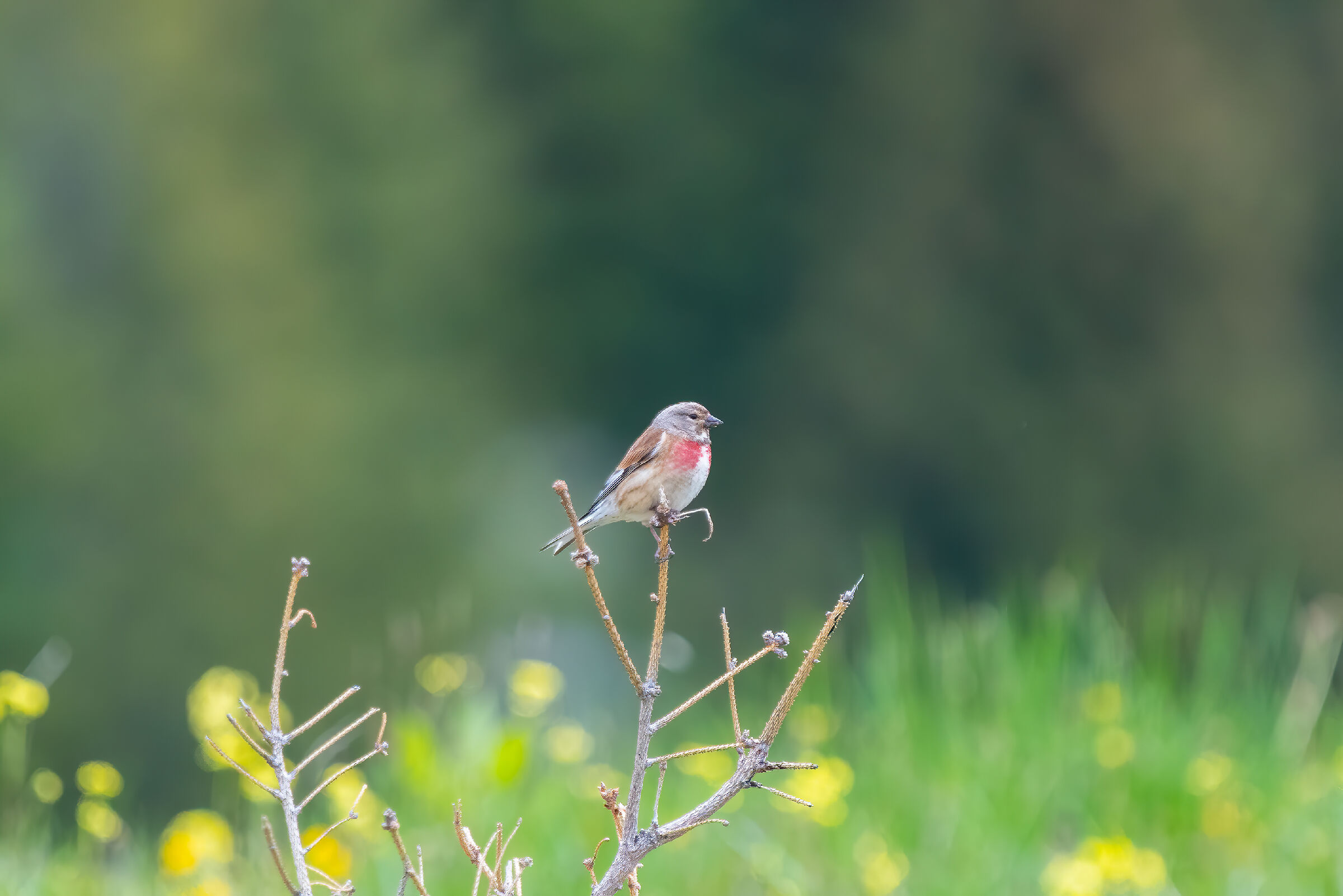 Cos'è questo volatile , si trovava a 1600 mt di q...