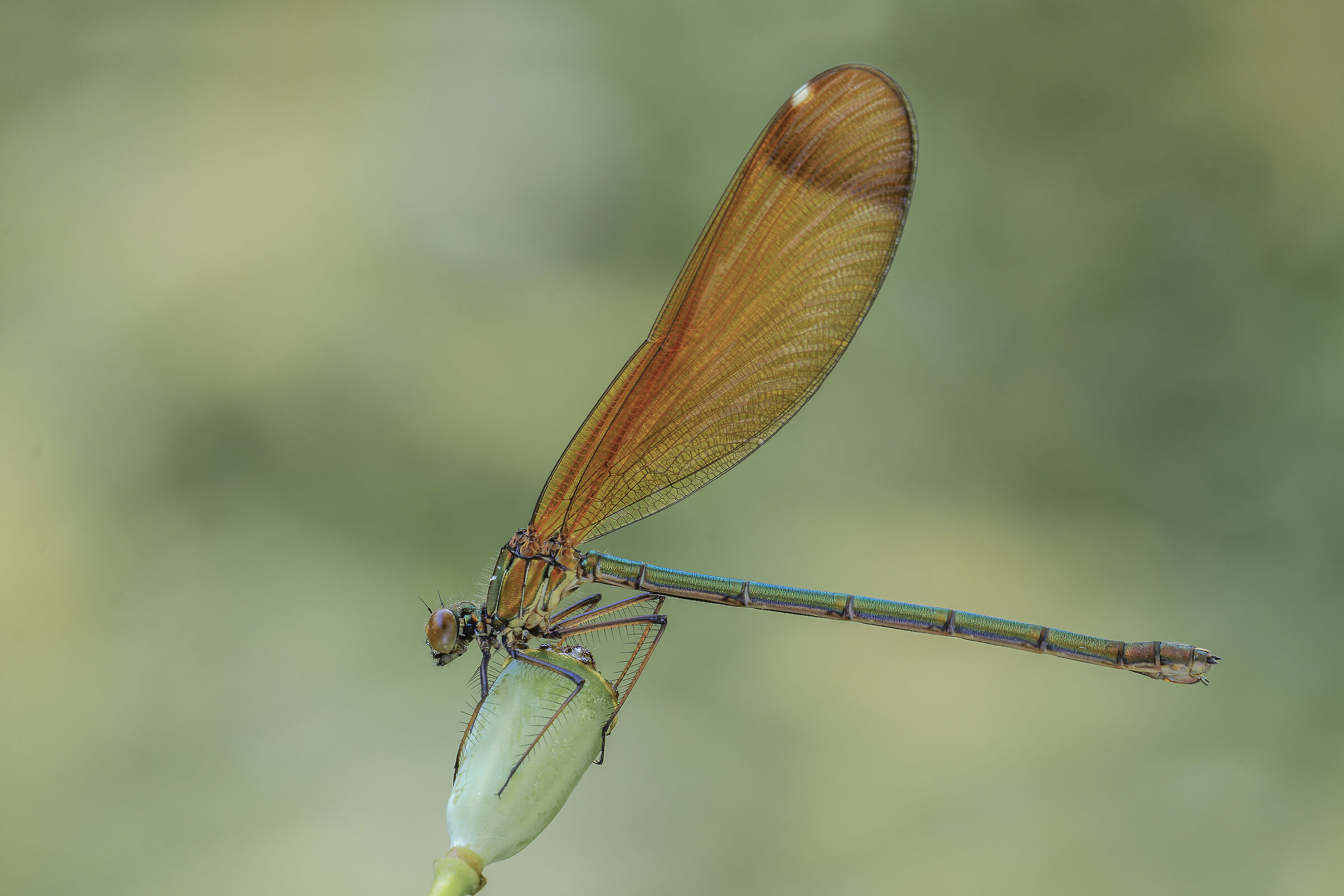 Calopteryx haemorrhoidalis femm.