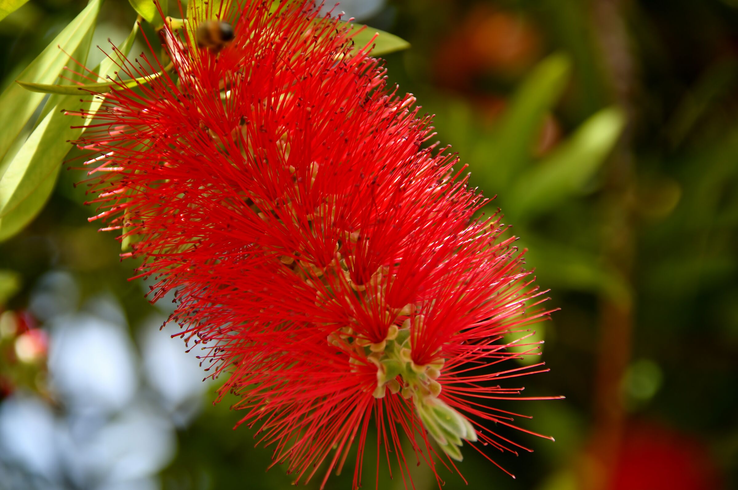 Callistemon, New